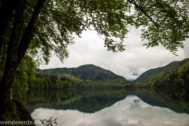 Alpsee bei Hohenschwangau, in der Nähe von Schloss Neuschwanstein, Aussicht auf Alpsee mit grünem Wald ringsrum, Laubbaum, Nadelbaum, dichte Bewölkung, Umgebung spiegelt sich im See