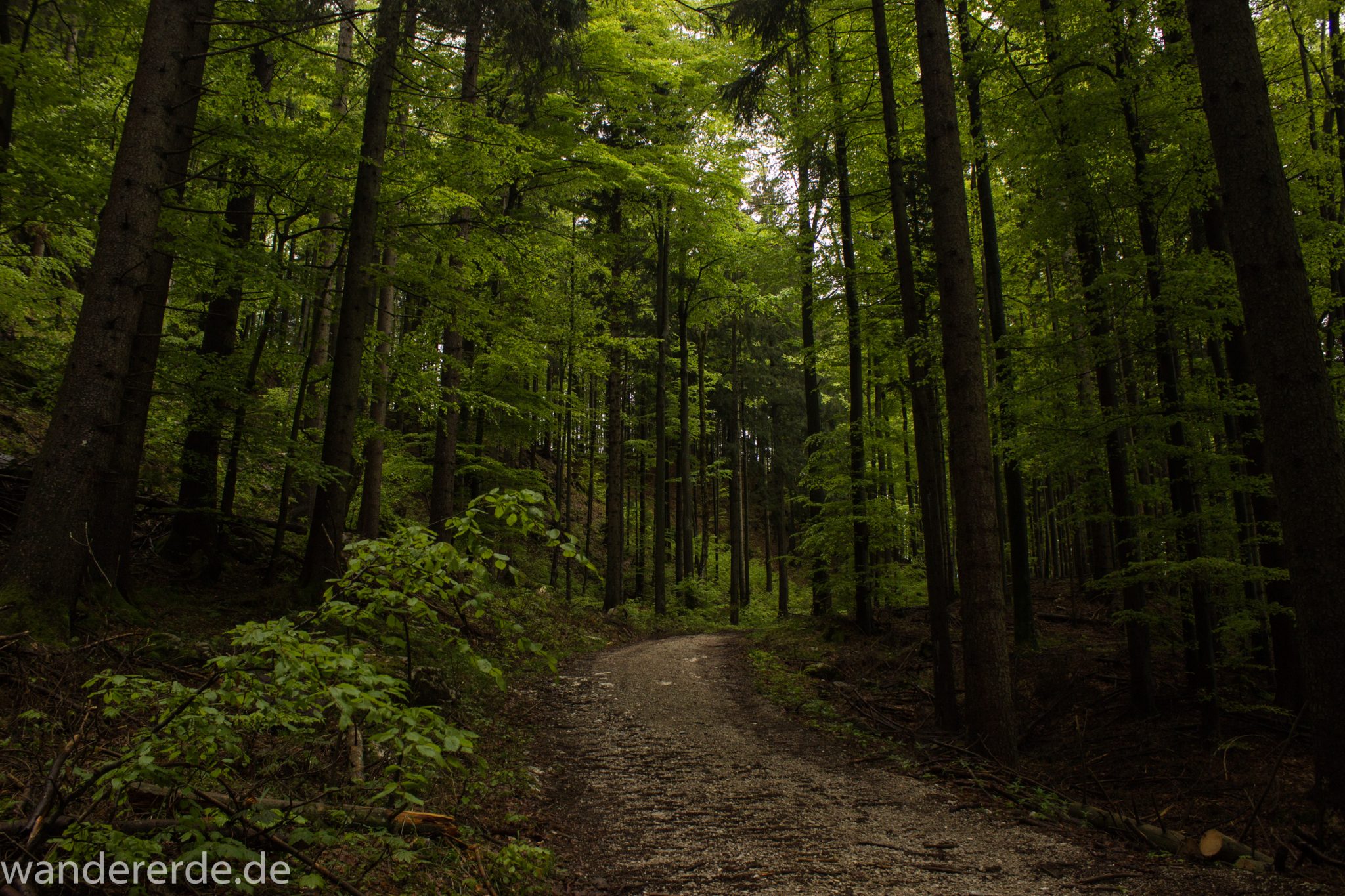 Wanderung beim Alpsee bei Hohenschwangau, schöner schmaler Wanderweg durch Laubwald und Nadelwald, Frühling in Bayern, verschiedenste Grüntöne