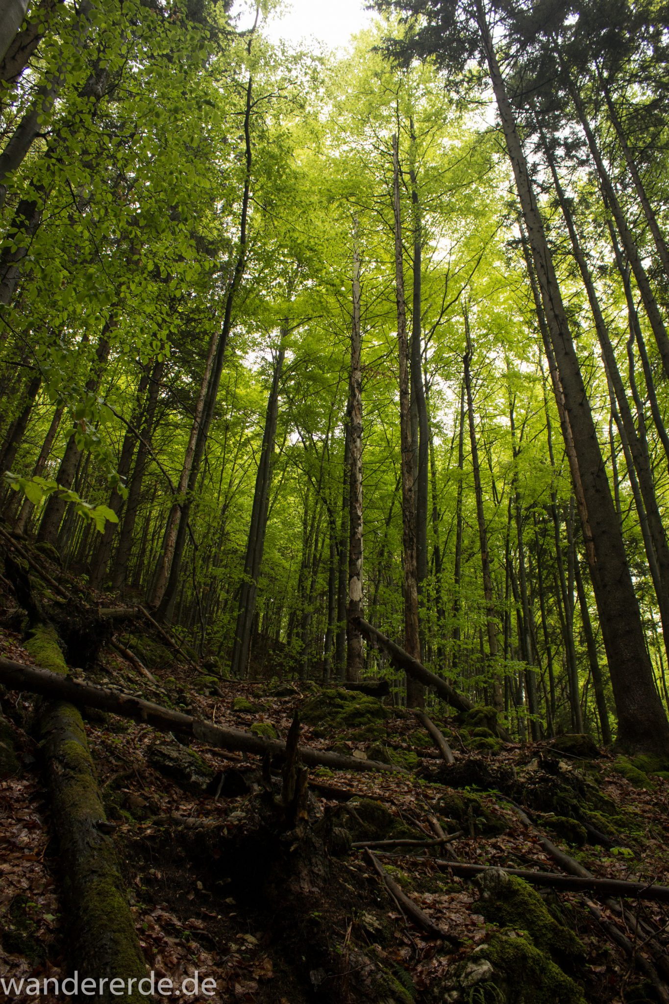 Wanderung beim Alpsee bei Hohenschwangau, schöner schmaler Wanderweg durch Laubwald und Nadelwald, Frühling in Bayern, alte Bäume werden liegen gelassen