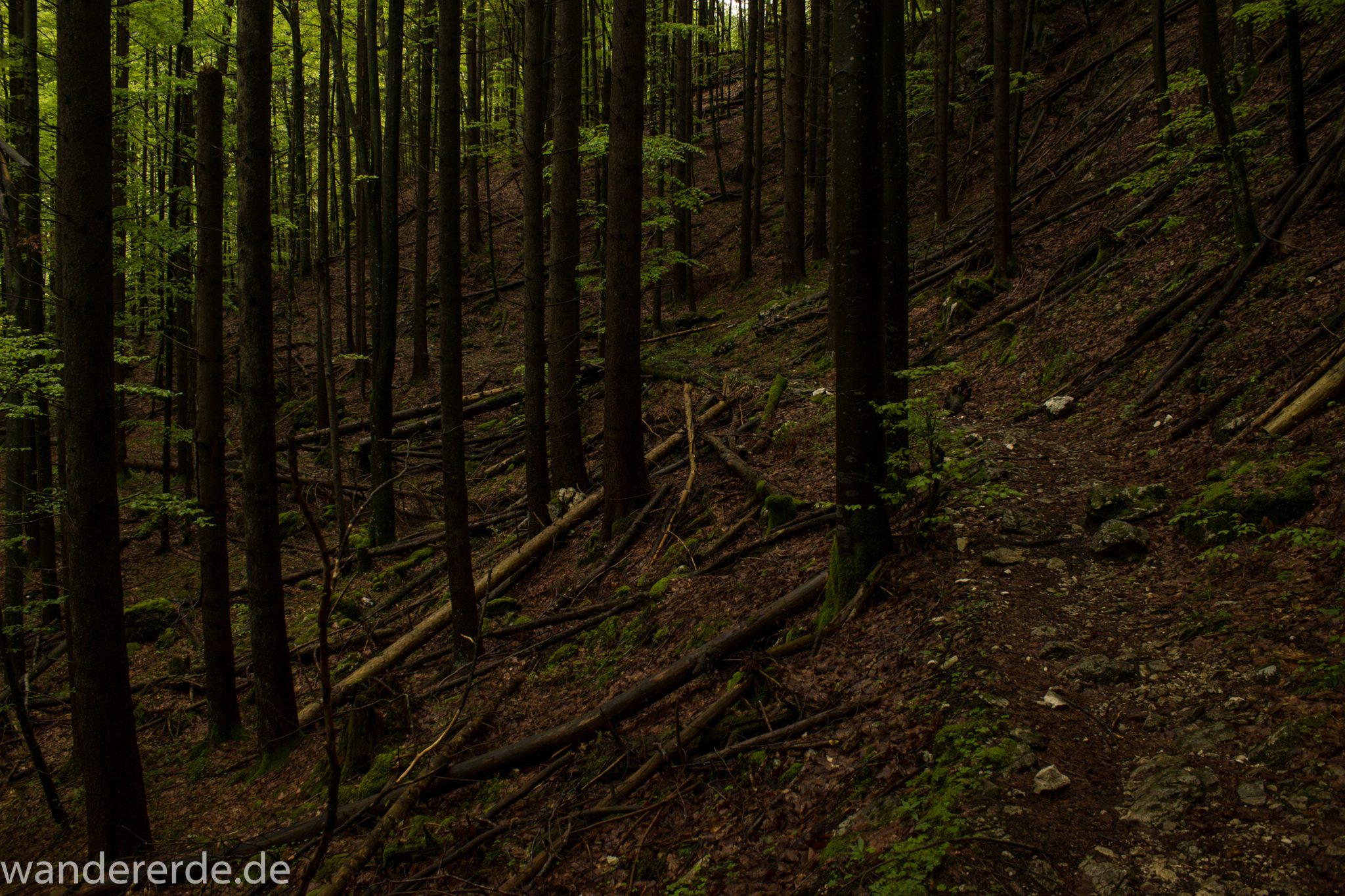Wanderung beim Alpsee bei Hohenschwangau, schöner schmaler Wanderweg durch Laubwald und Nadelwald, Frühling in Bayern, alte Bäume werden liegen gelassen
