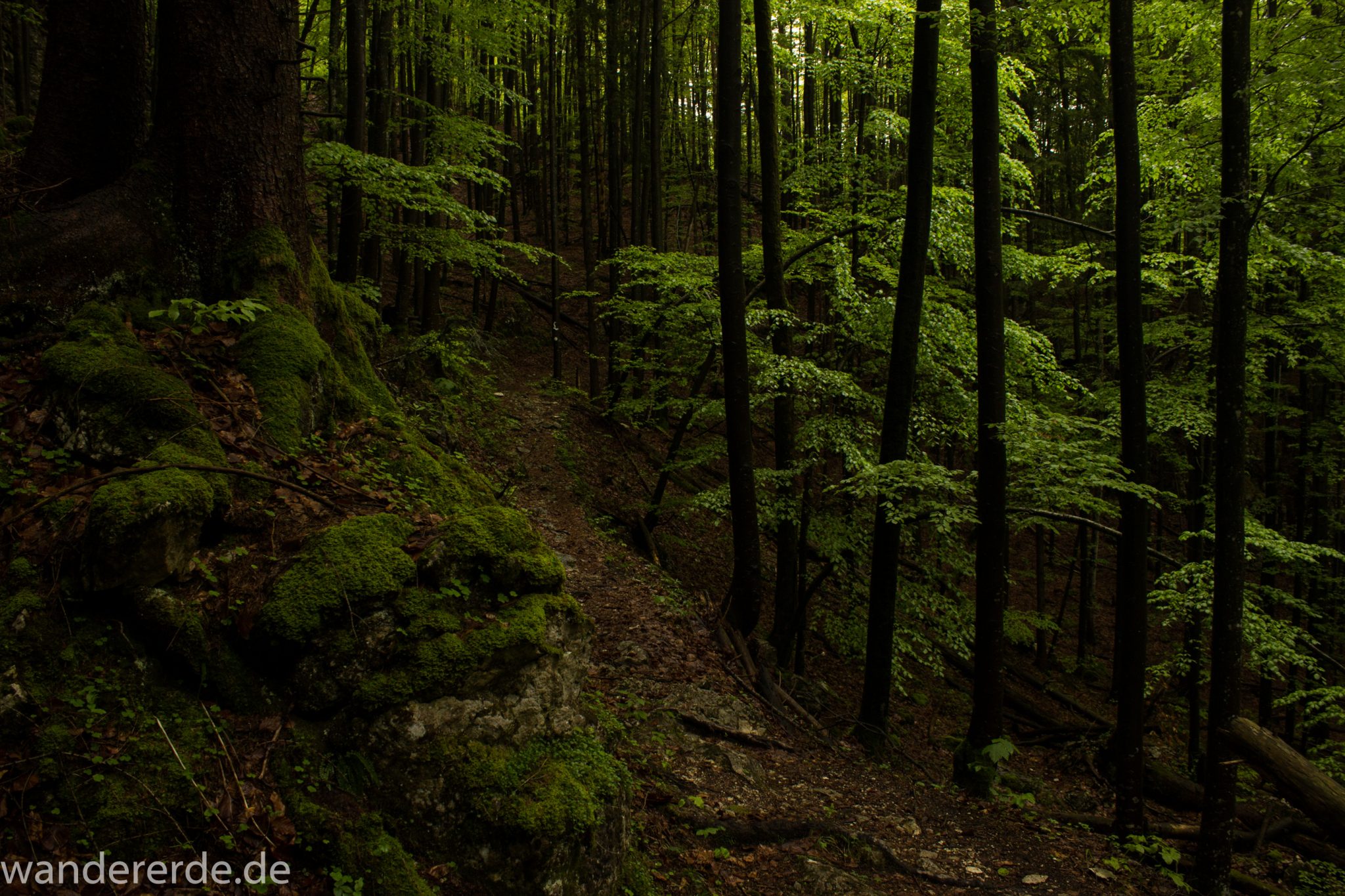 Wanderung beim Alpsee bei Hohenschwangau, schöner schmaler Wanderweg durch Laubwald und Nadelwald, Frühling in Bayern, alte Bäume werden liegen gelassen, Moos am Baum
