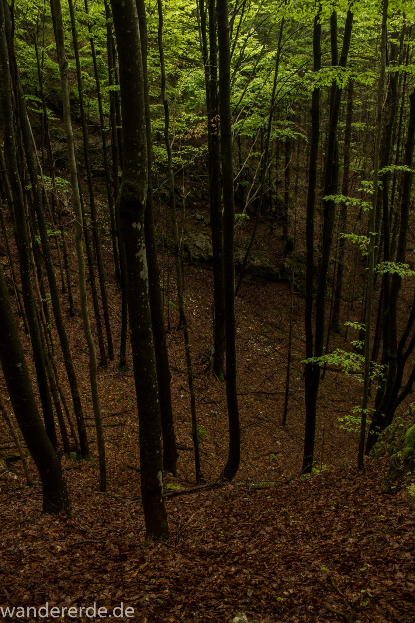 Wanderung beim Alpsee bei Hohenschwangau, schöner Wanderweg durch Laubwald und Nadelwald, Frühling in Bayern, alte Bäume werden liegen gelassen