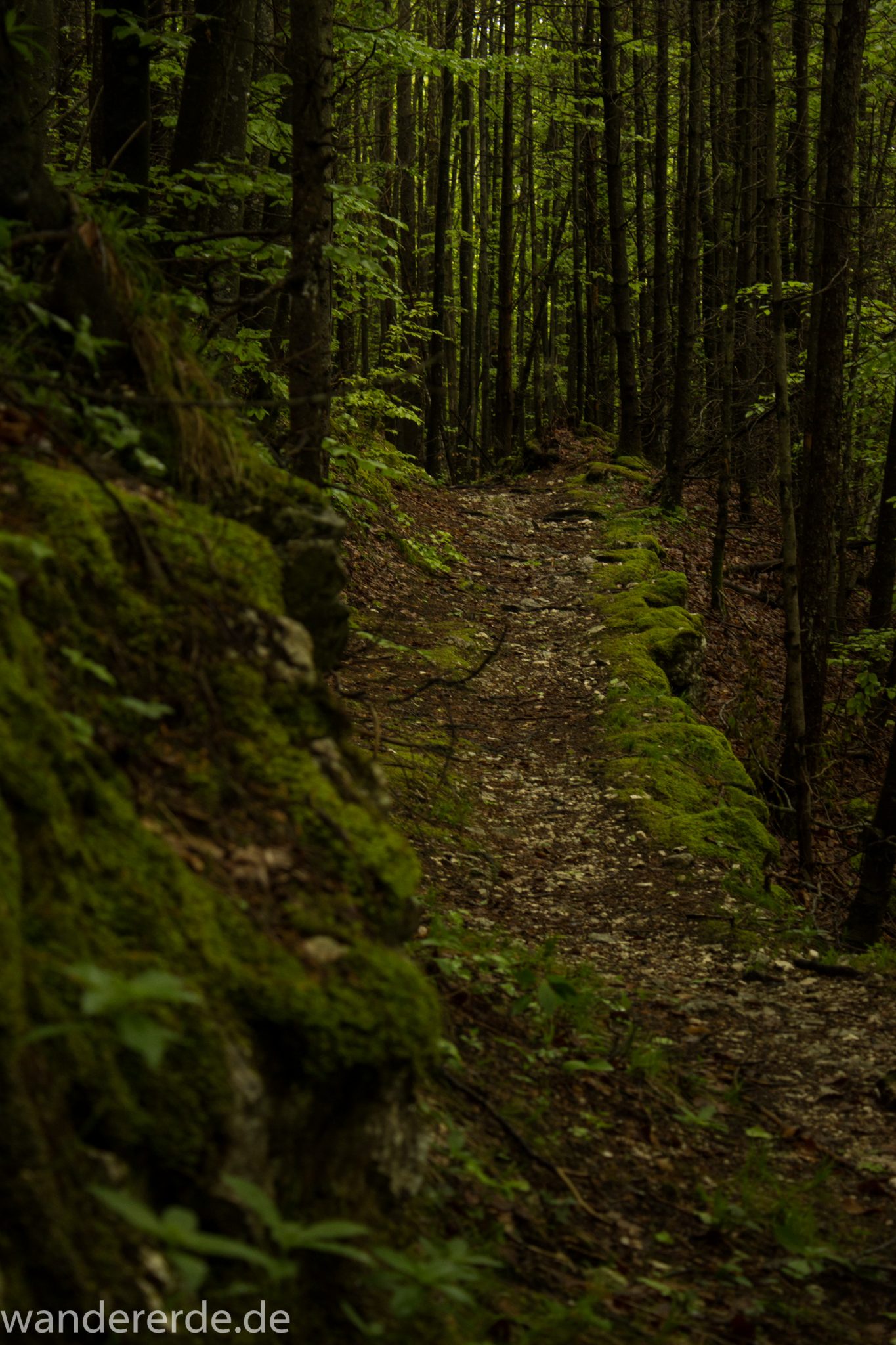 Wanderung beim Alpsee bei Hohenschwangau, schöner schmaler Wanderweg durch Laubwald und Nadelwald, Frühling in Bayern, große Felsen am Wegrand