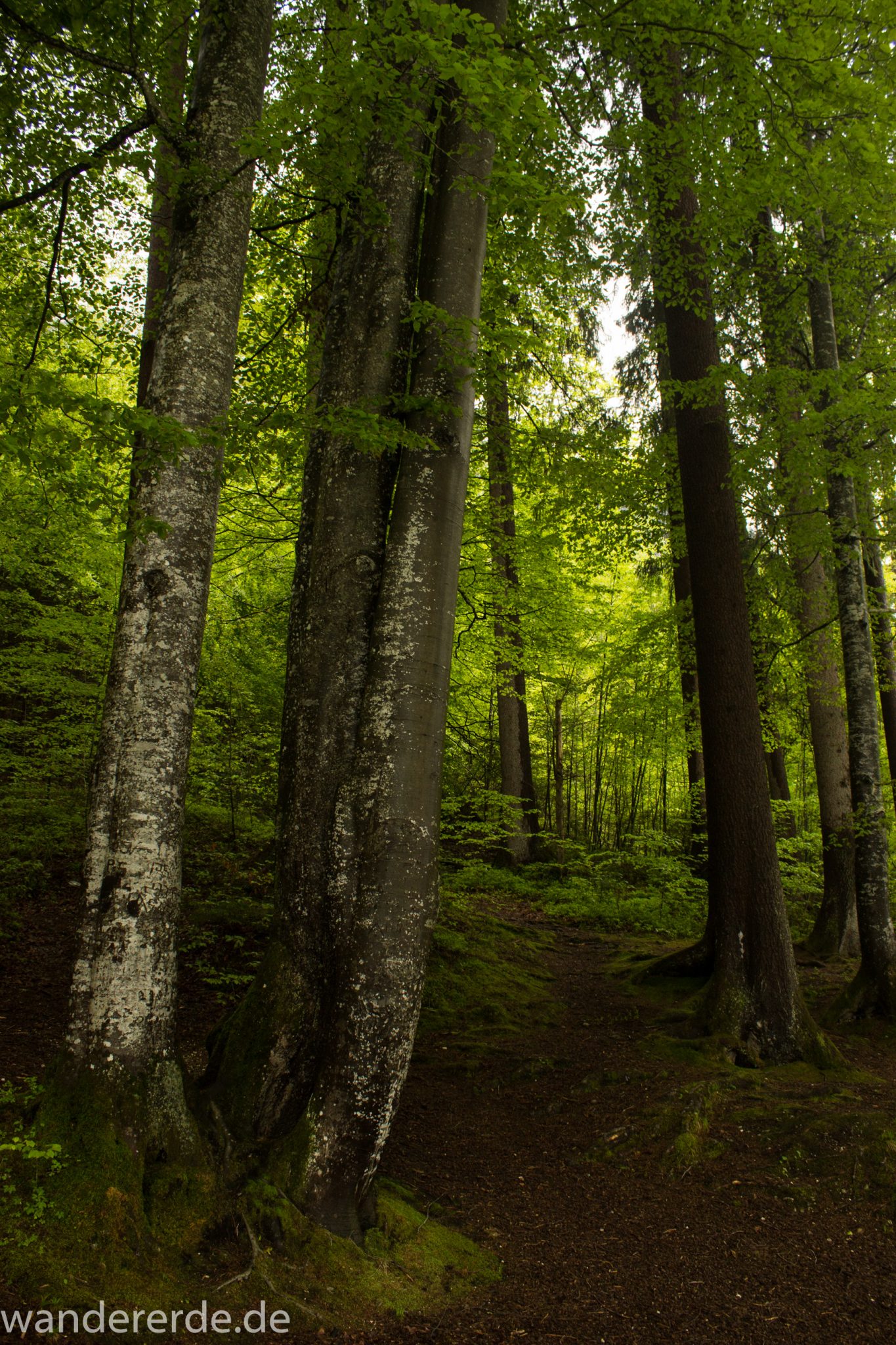 Wanderung beim Alpsee bei Hohenschwangau, schöner schmaler Wanderweg durch Laubwald und Nadelwald, Frühling in Bayern, verschiedenste Grüntöne