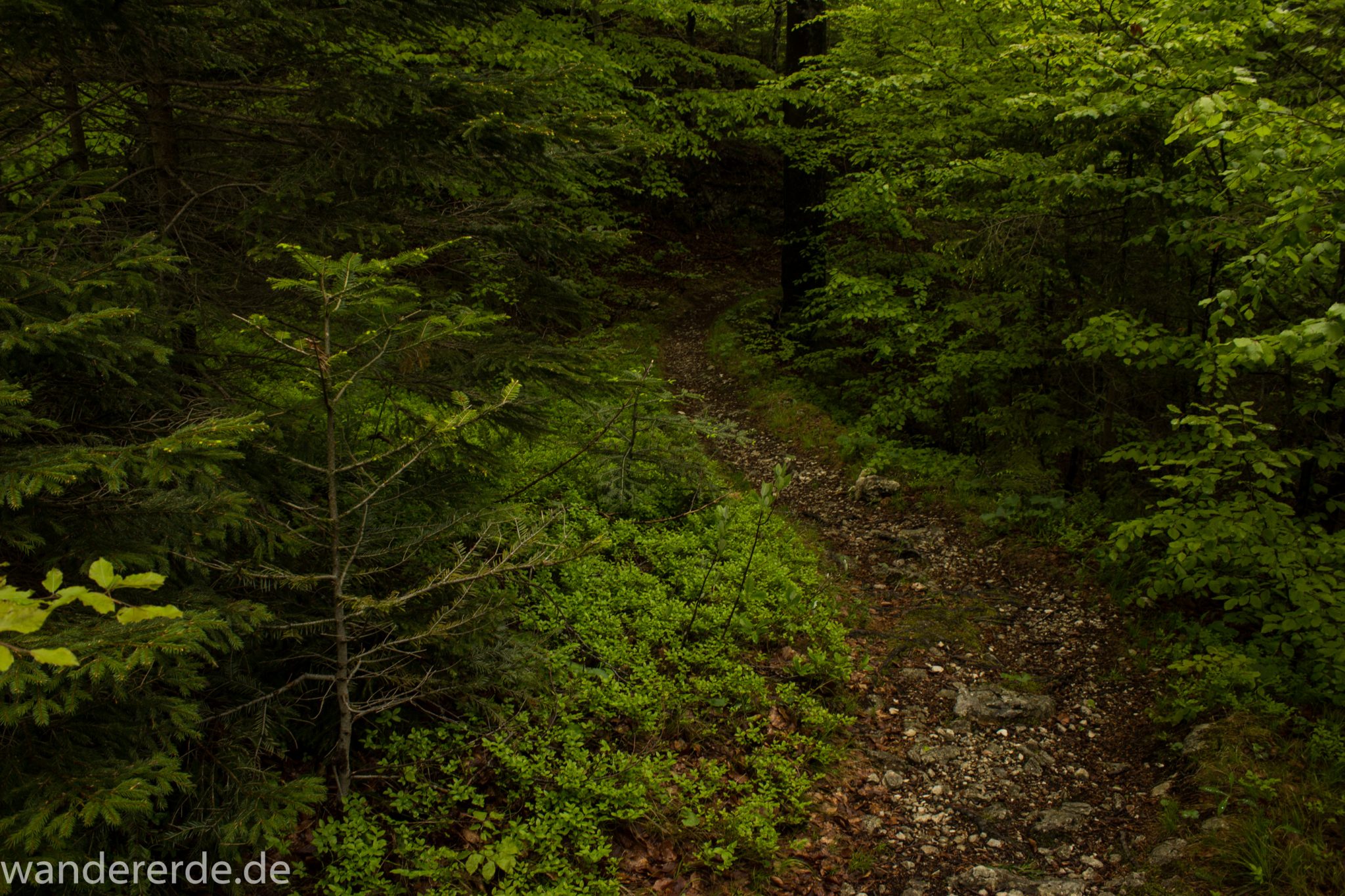 Wanderung beim Alpsee bei Hohenschwangau, schöner schmaler Wanderweg durch Laubwald und Nadelwald, Frühling in Bayern