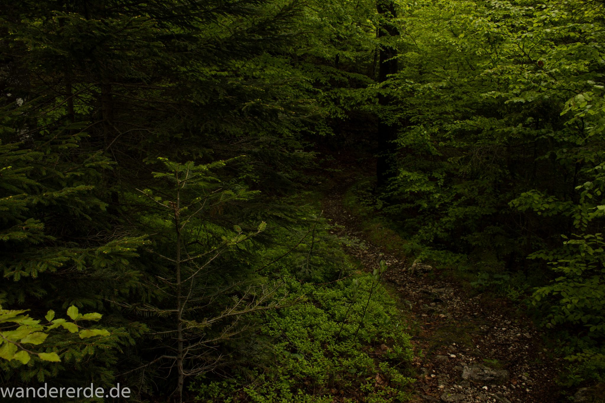 Wanderung beim Alpsee bei Hohenschwangau, schöner schmaler Wanderweg durch Laubwald und Nadelwald, Frühling in Bayern
