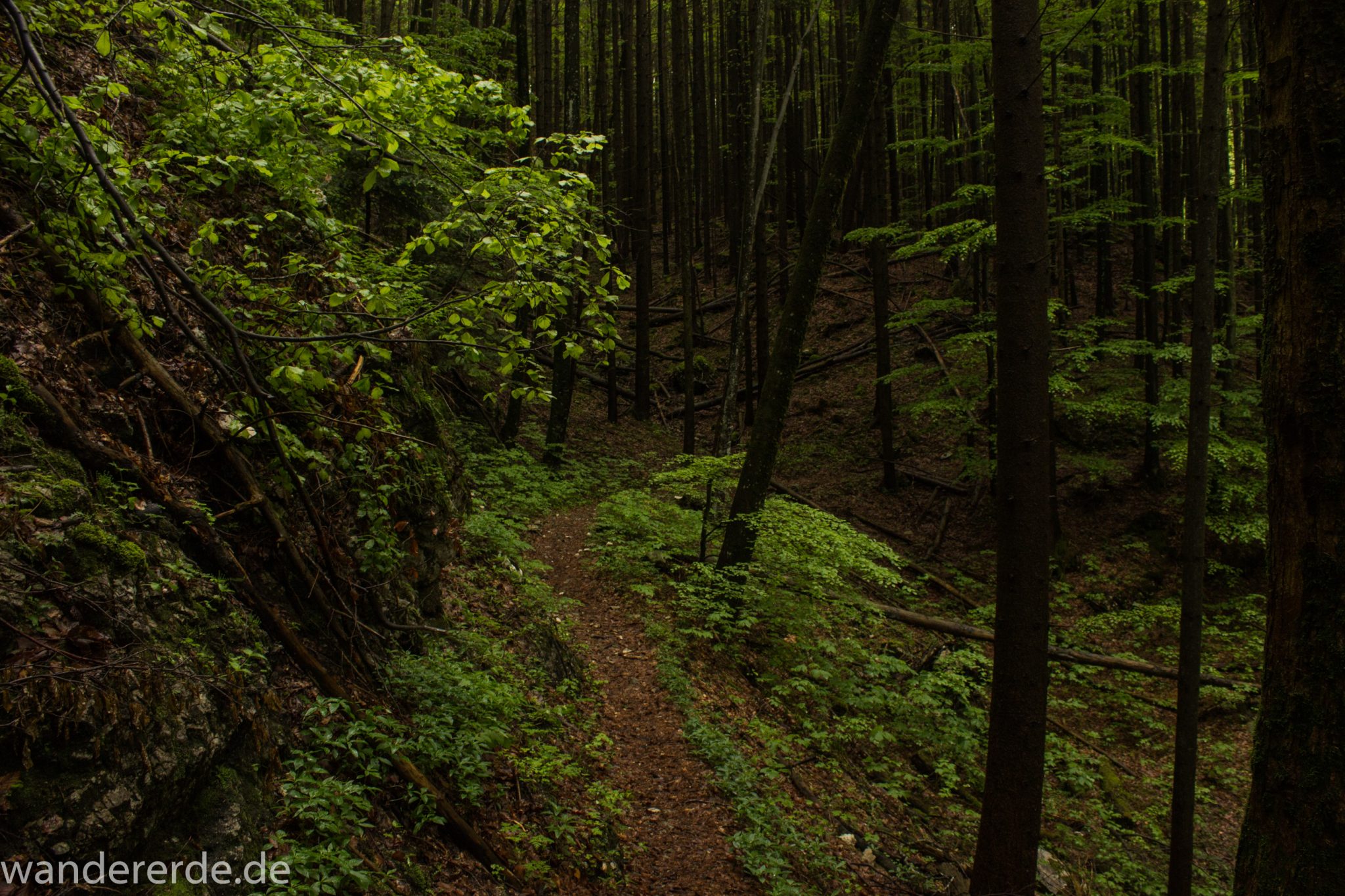 Wanderung beim Alpsee bei Hohenschwangau, schöner schmaler Wanderweg durch Laubwald und Nadelwald, Frühling in Bayern, alte Bäume werden liegen gelassen