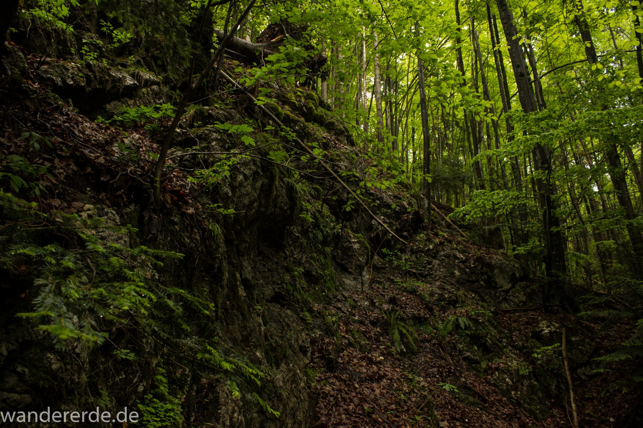 Wanderung beim Alpsee bei Hohenschwangau, schöner schmaler Wanderweg durch Laubwald und Nadelwald, Frühling in Bayern, alte Bäume werden liegen gelassen, große Felsen am Wegrand