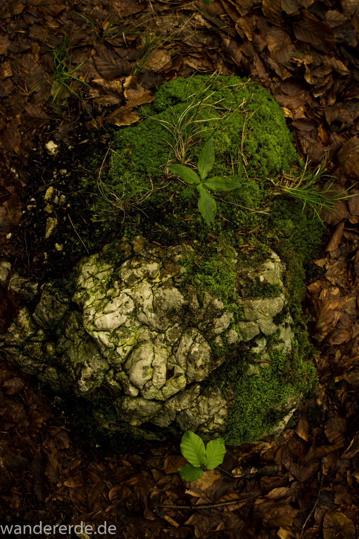 Wanderung beim Alpsee bei Hohenschwangau, mit Moos bewachsener Stein