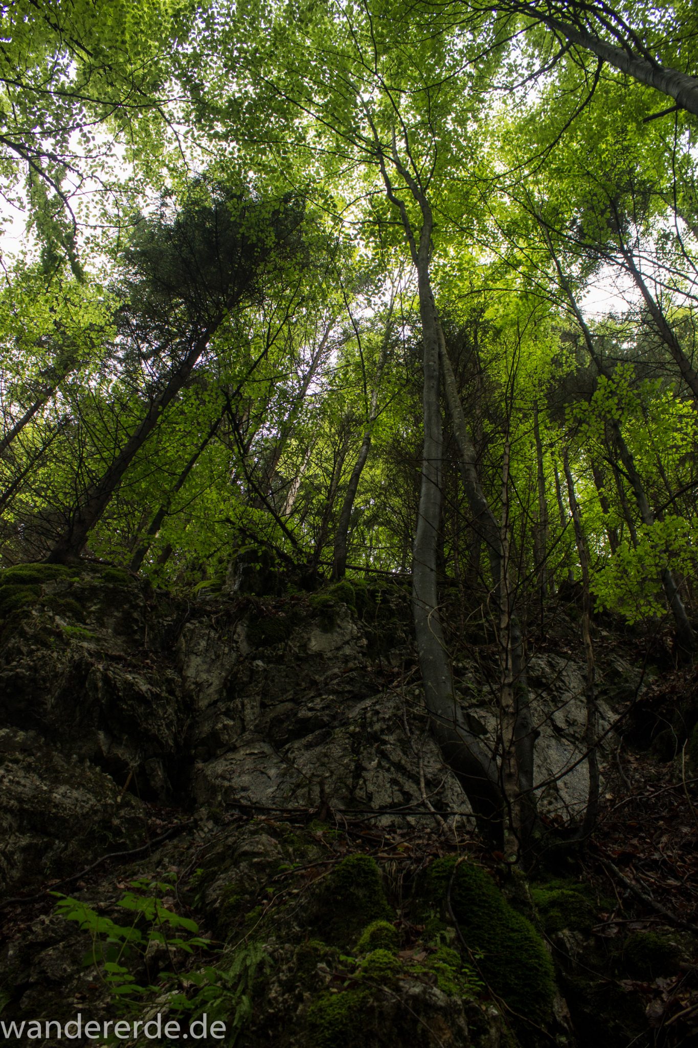 Wanderung beim Alpsee bei Hohenschwangau, schöner schmaler Wanderweg durch Laubwald und Nadelwald, Frühling in Bayern, alte Bäume werden liegen gelassen, große Felsen