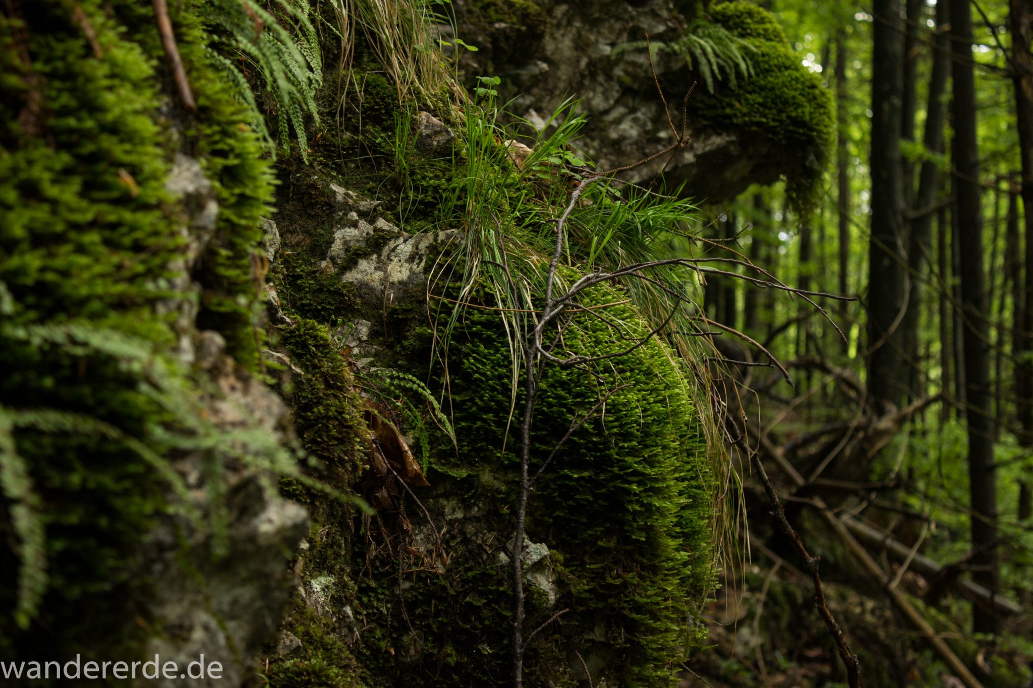 Wanderung beim Alpsee bei Hohenschwangau, Moos und Gras am Felsen am Wegrand