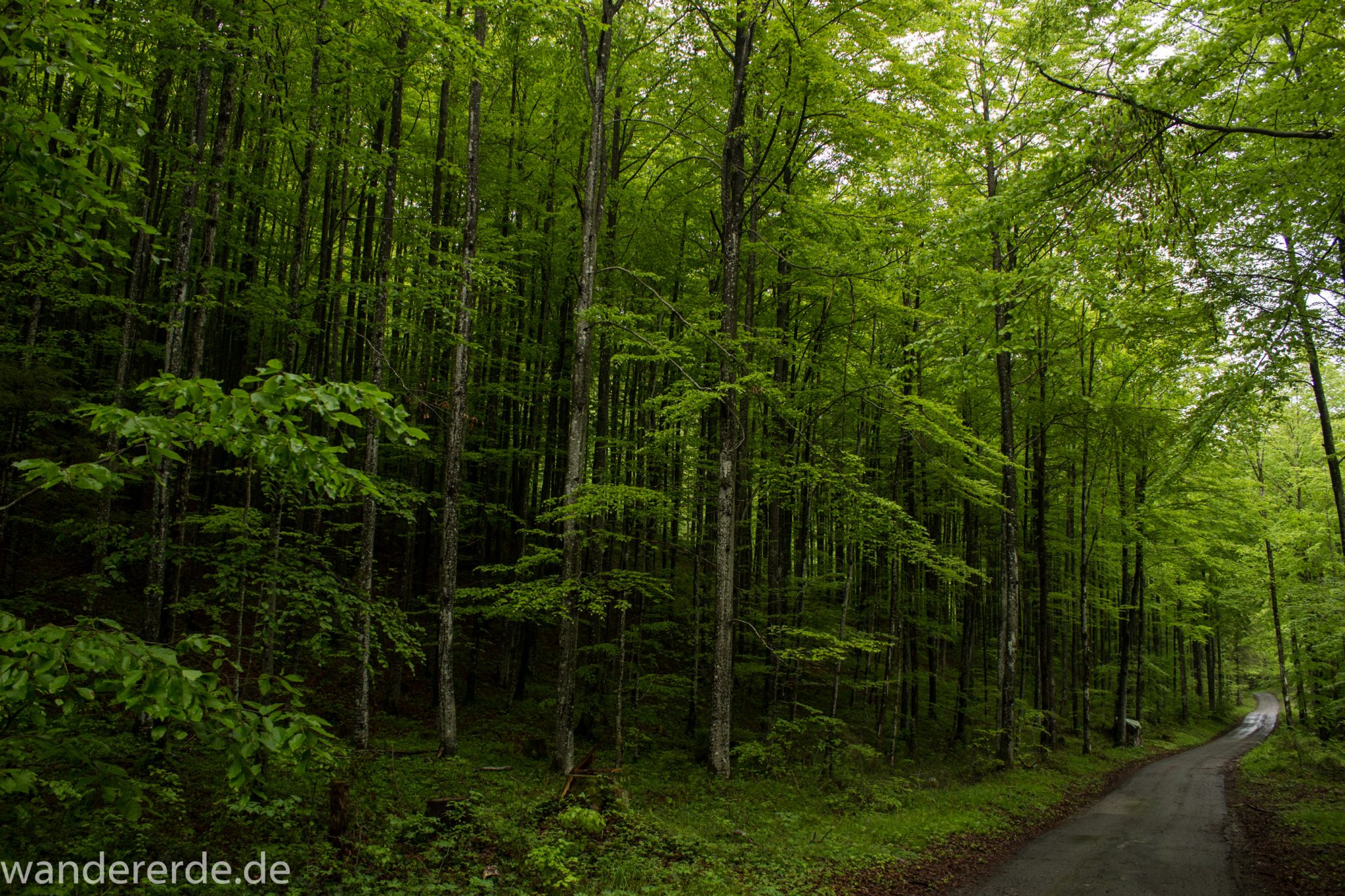 Wanderung beim Alpsee bei Hohenschwangau, Rundwanderweg durch Laubwald und Nadelwald, Frühling in Bayern