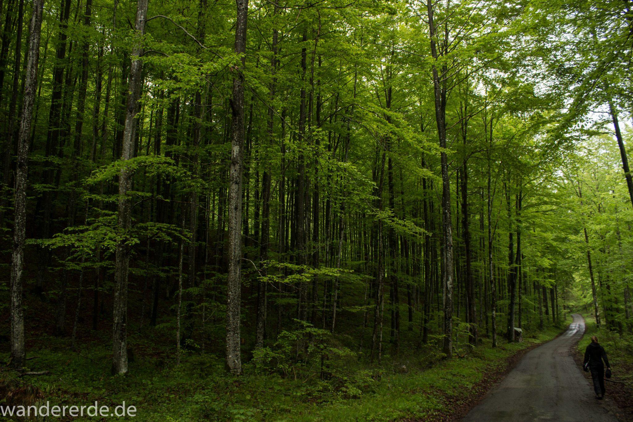 Wanderung beim Alpsee bei Hohenschwangau, Rundwanderweg führt entlang der Fürstenstraße, durch Laubwald und Nadelwald, Frühling in Bayern