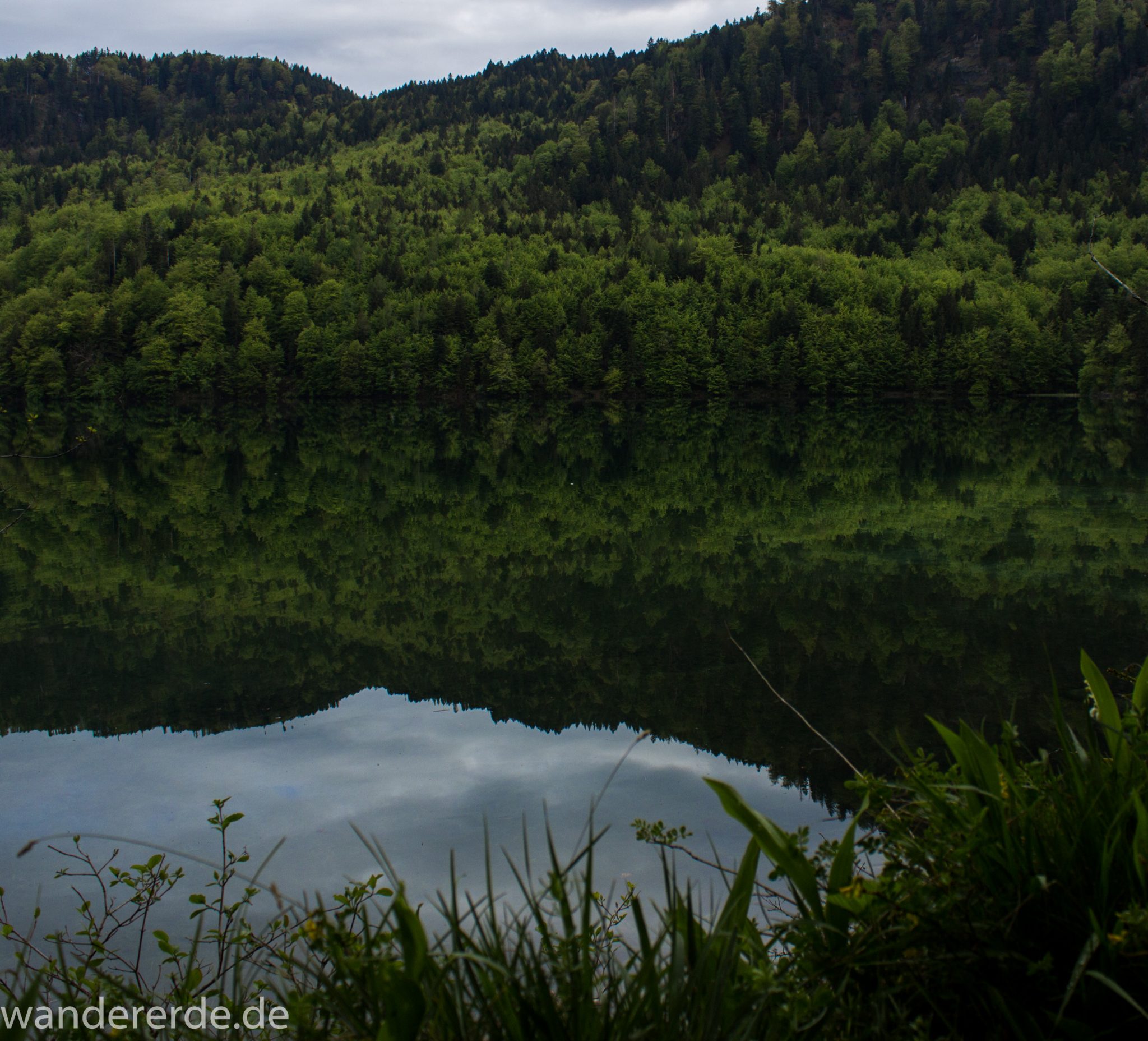 Alpsee bei Hohenschwangau, in der Nähe von Schloss Neuschwanstein, Aussicht auf Alpsee mit grünem Wald ringsrum, Laubbaum, Nadelbaum, dichte Bewölkung, Umgebung spiegelt sich im See