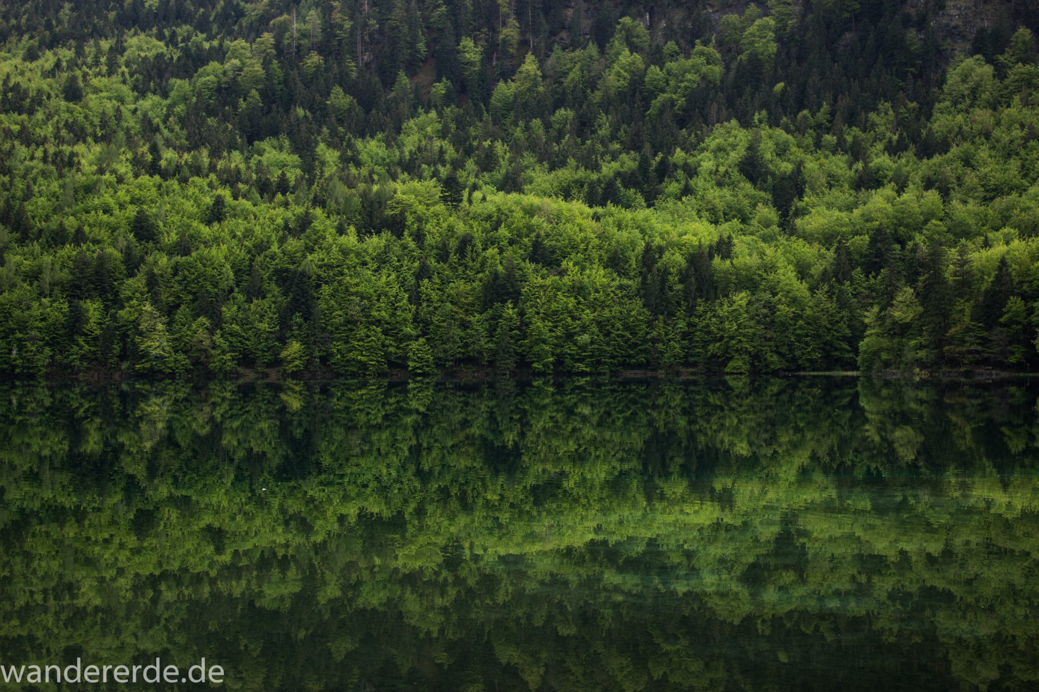 Alpsee bei Hohenschwangau, in der Nähe von Schloss Neuschwanstein, Aussicht auf Alpsee mit grünem Wald ringsrum, Laubbaum, Nadelbaum, Umgebung spiegelt sich im See, Rundwanderweg um den Alpsee