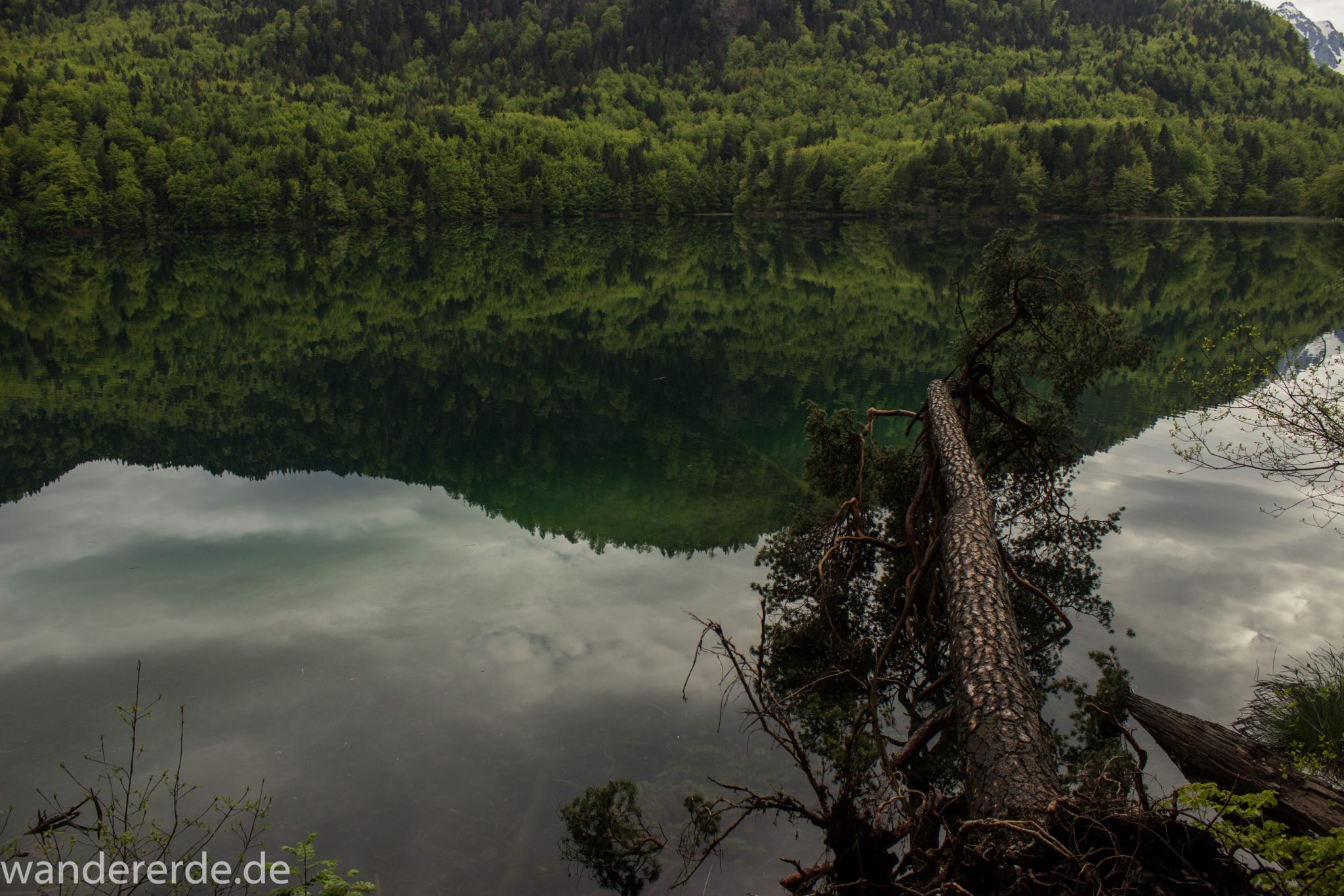 Alpsee bei Hohenschwangau, in der Nähe von Schloss Neuschwanstein, Aussicht auf Alpsee mit grünem Wald ringsrum, Laubbaum, Nadelbaum, dichte Bewölkung, Umgebung spiegelt sich im See, Rundwanderweg um den Alpsee