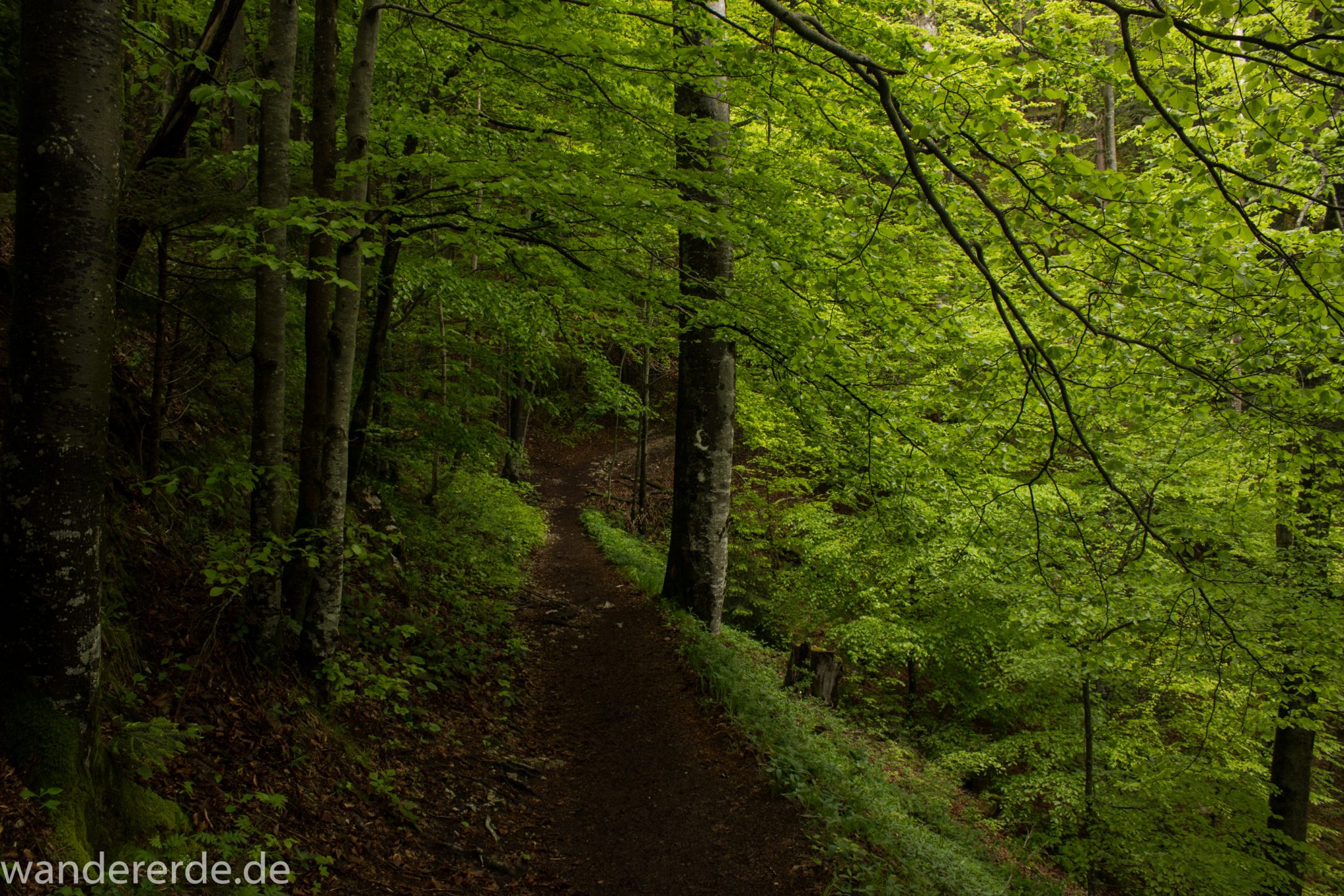 Wanderung beim Alpsee bei Hohenschwangau, schöner schmaler Wanderweg durch Laubwald und Nadelwald, Frühling in Bayern, Moos am Baum