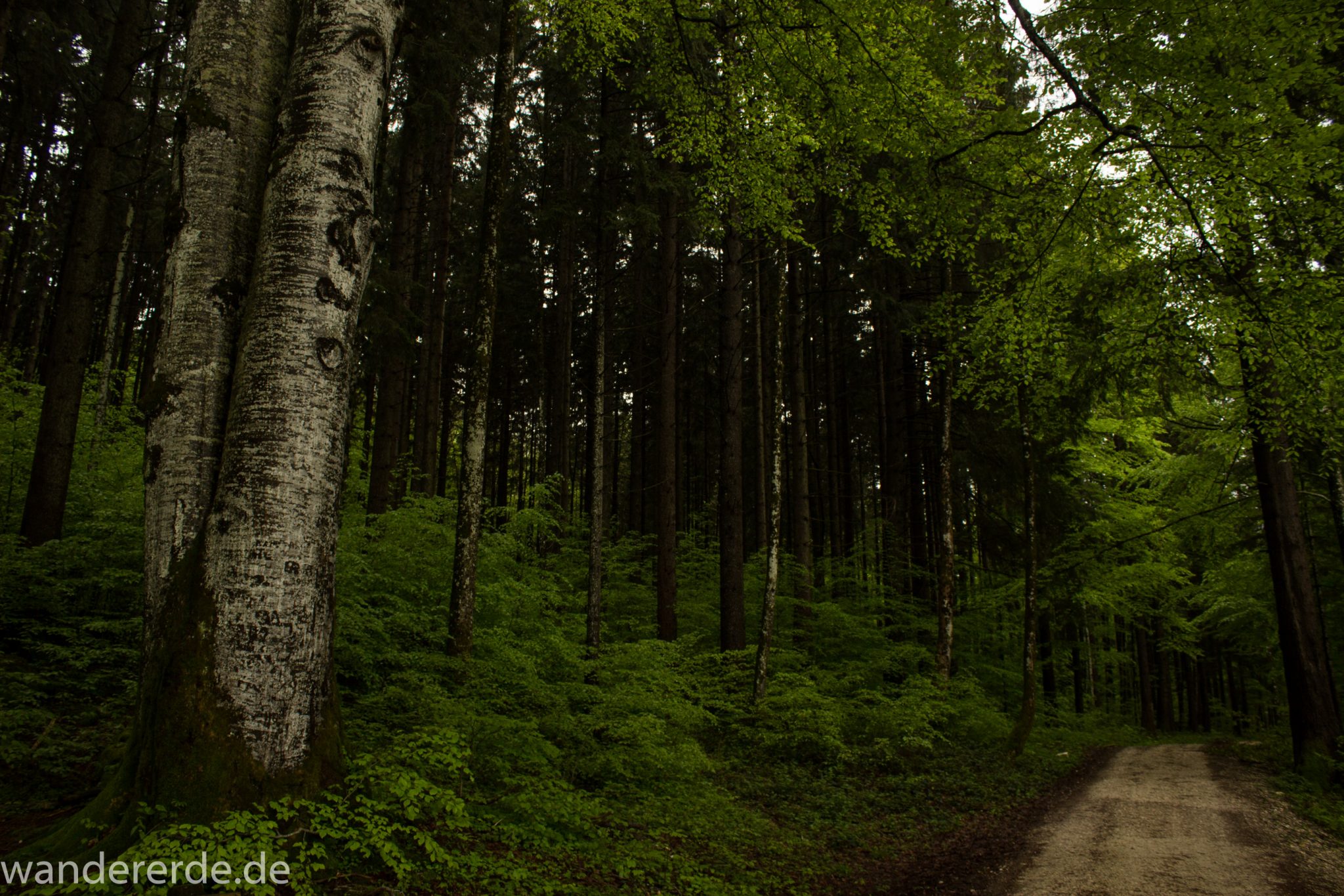 Wanderung beim Alpsee bei Hohenschwangau, schöner schmaler Wanderweg durch Laubwald und Nadelwald, Frühling in Bayern, verschiedenste Grüntöne