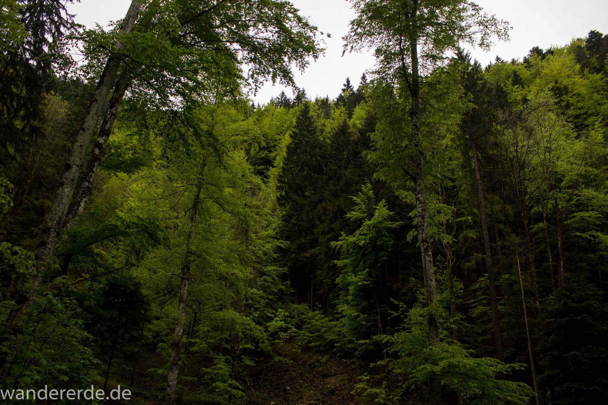 Wanderung beim Alpsee bei Hohenschwangau, schöner schmaler Wanderweg durch Laubwald und Nadelwald, Frühling in Bayern, verschiedenste Grüntöne