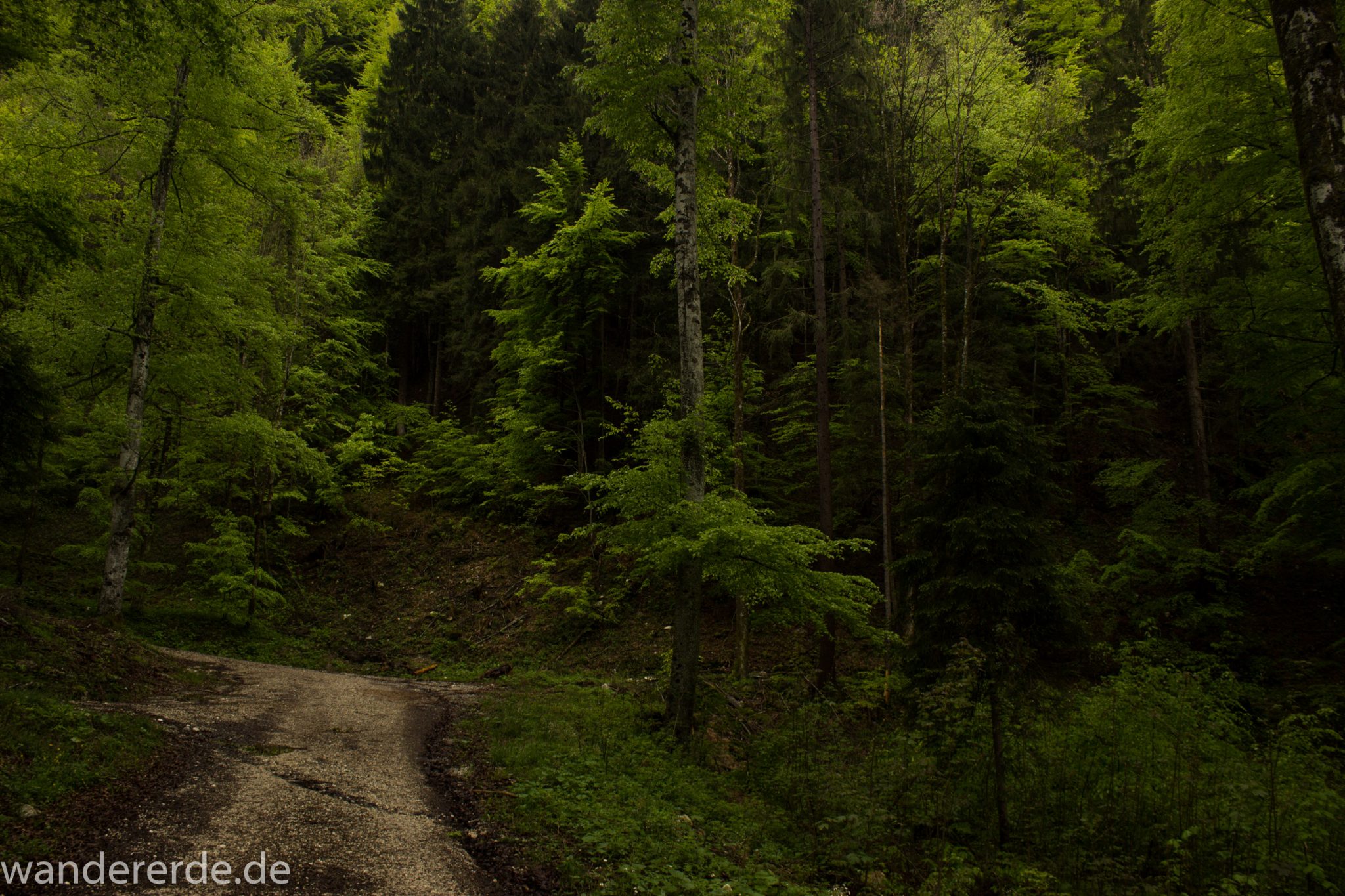 Wanderung beim Alpsee bei Hohenschwangau, schöner schmaler Wanderweg durch Laubwald und Nadelwald, Frühling in Bayern