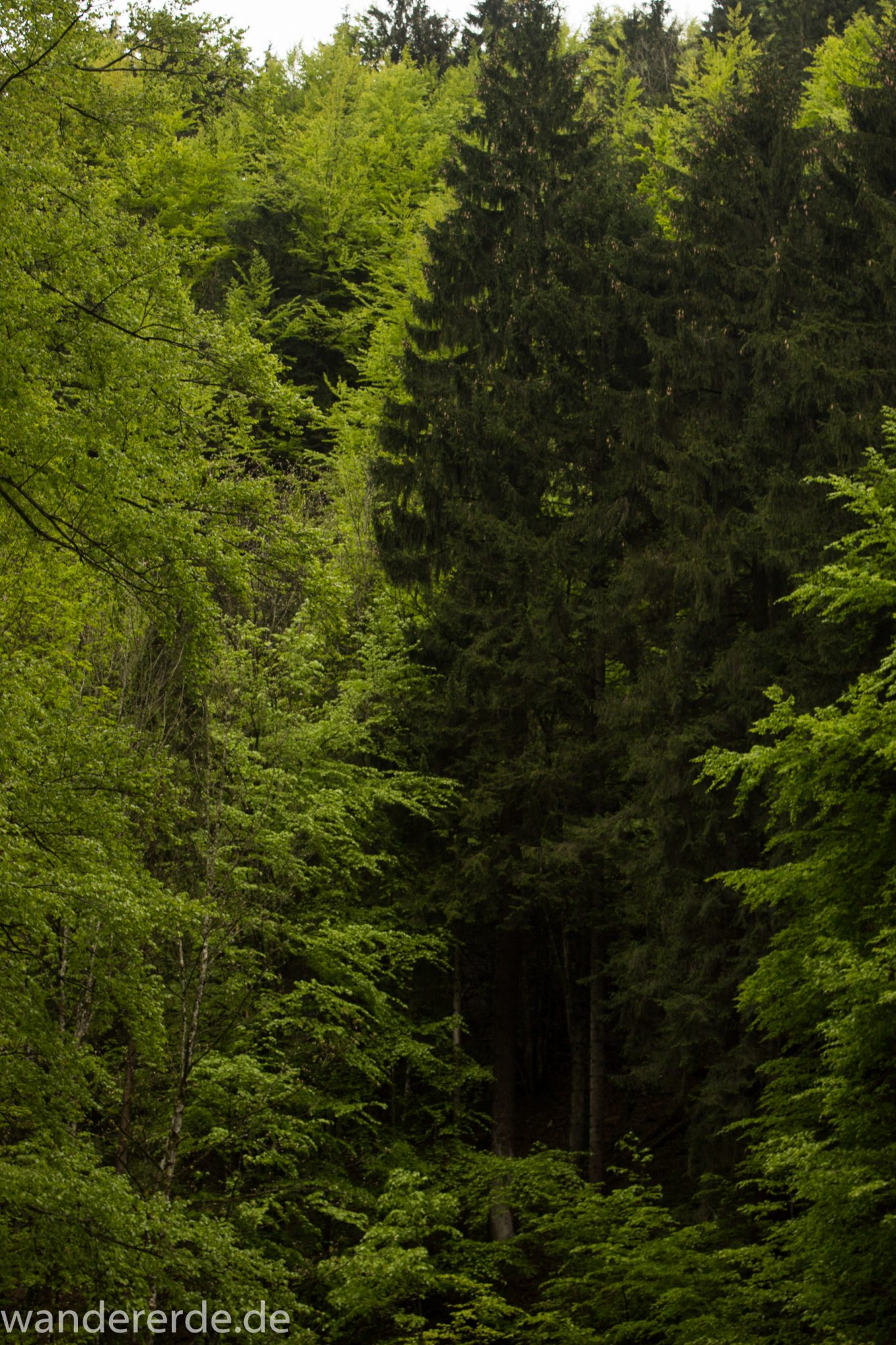 Wanderung beim Alpsee bei Hohenschwangau, schöner schmaler Wanderweg durch Laubwald und Nadelwald, Frühling in Bayern