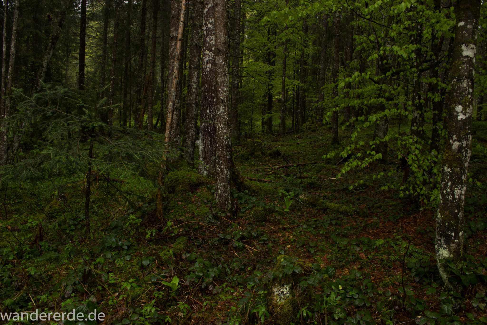 Wanderung Tobelweg ab Gunzesried im Allgäu, Ostertal Tobelweg ab Wanderparkplatz Gunzesrieder Säge wandern, abwechslungsreicher schmaler Pfad zum Ostertal, umgeben von Felsen und schönem, dichtem Mischwald