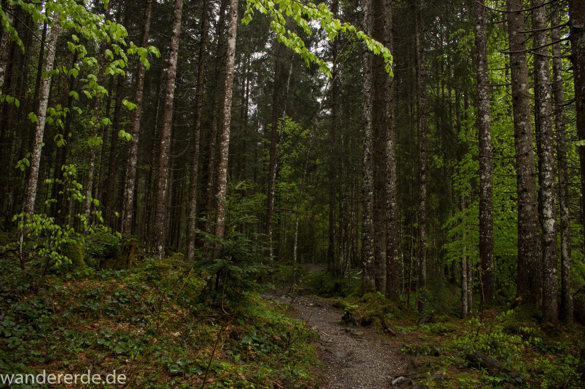 Wanderung Tobelweg ab Gunzesried im Allgäu, Ostertal Tobelweg ab Wanderparkplatz Gunzesrieder Säge wandern, abwechslungsreicher schmaler Pfad zum Ostertal, umgeben von Felsen und schönem, dichtem Mischwald