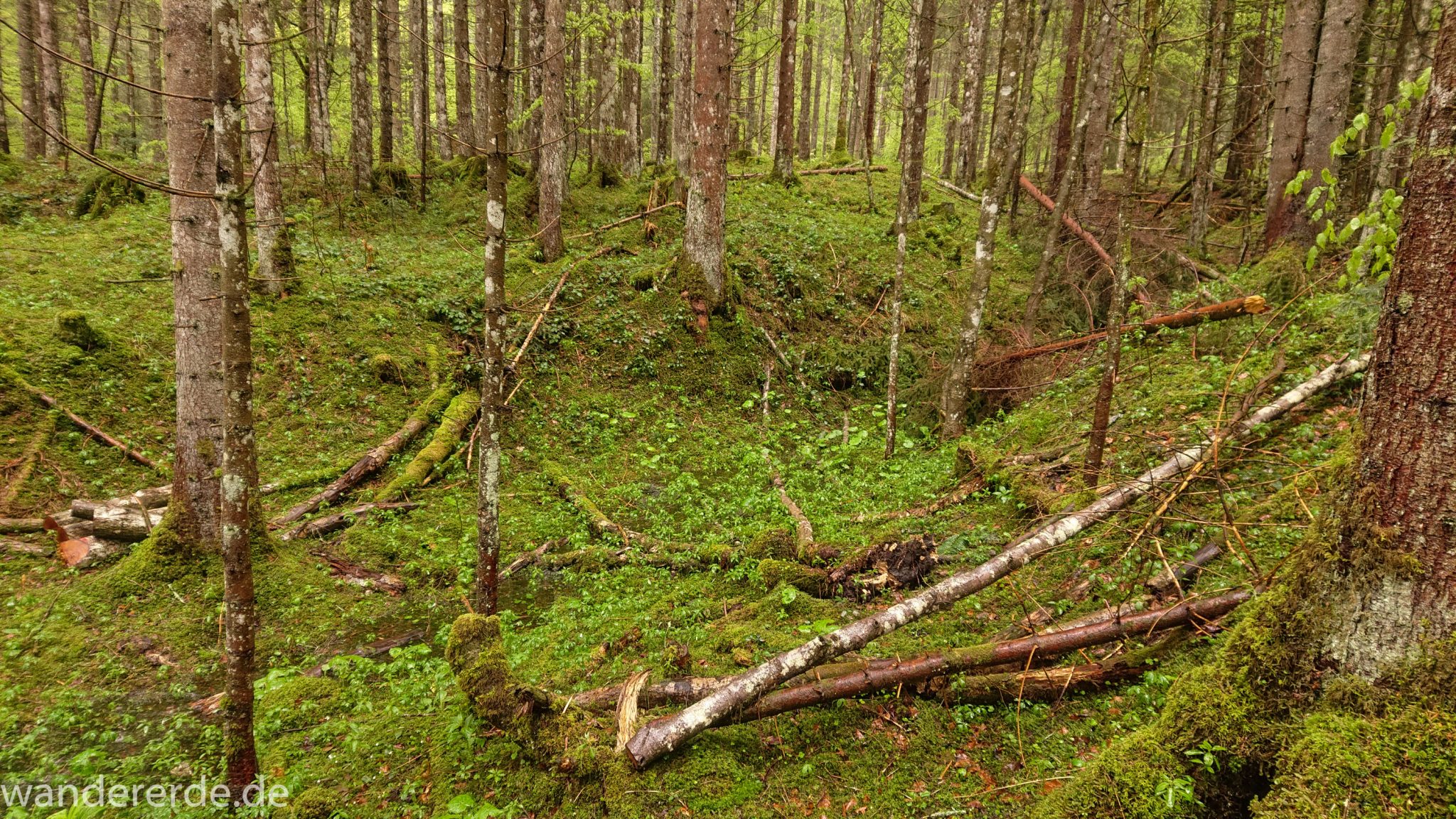 Wanderung Tobelweg ab Gunzesried im Allgäu, Ostertal Tobelweg ab Wanderparkplatz Gunzesrieder Säge wandern, abwechslungsreicher schmaler Pfad zum Ostertal, umgeben von Felsen und schönem, dichtem Mischwald