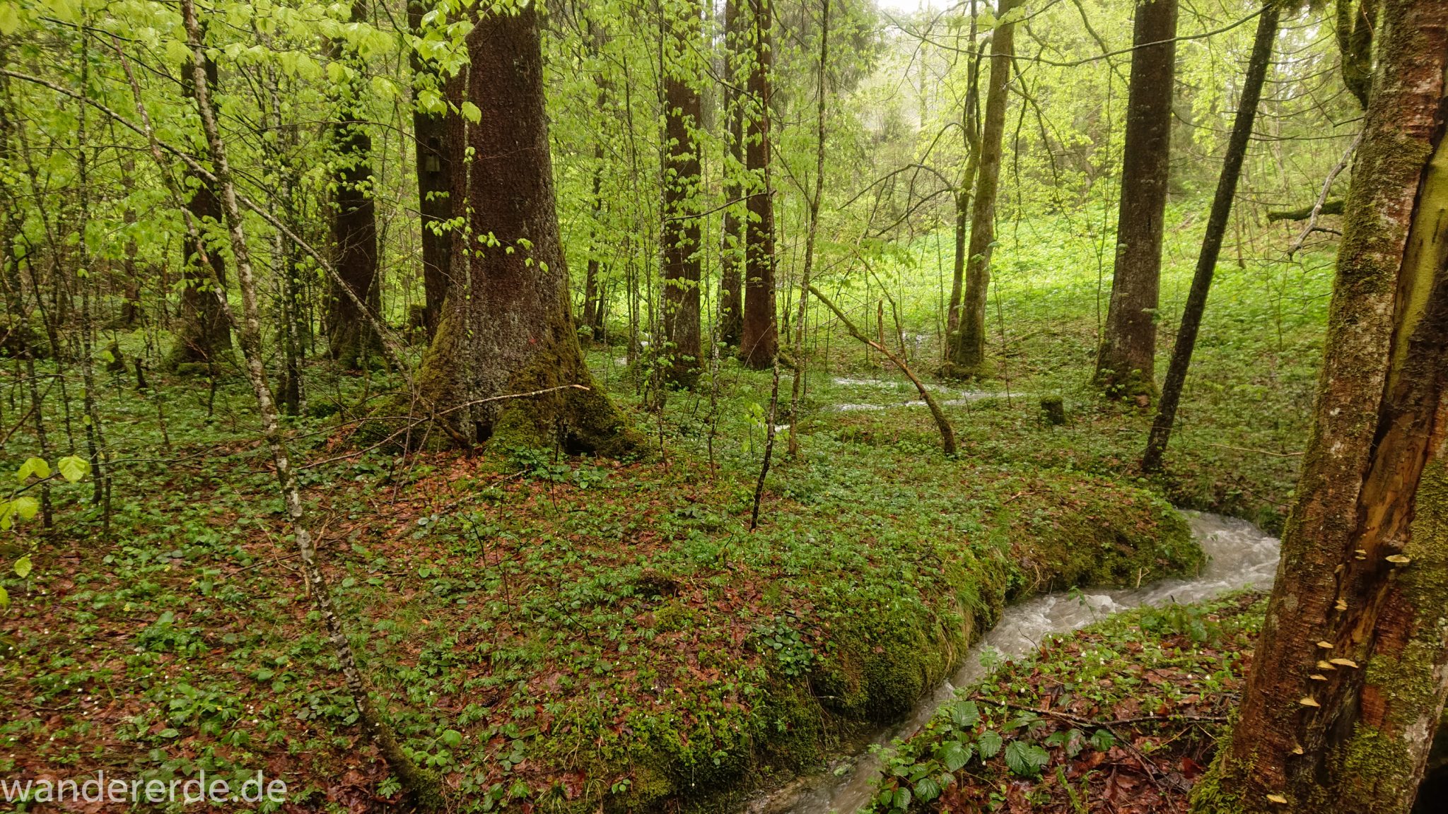 Wanderung Tobelweg ab Gunzesried im Allgäu, Ostertal Tobelweg ab Wanderparkplatz Gunzesrieder Säge wandern, abwechslungsreicher schmaler Pfad zum Ostertal, umgeben von Felsen und schönem, dichtem Mischwald, kleiner Gebirgsbach