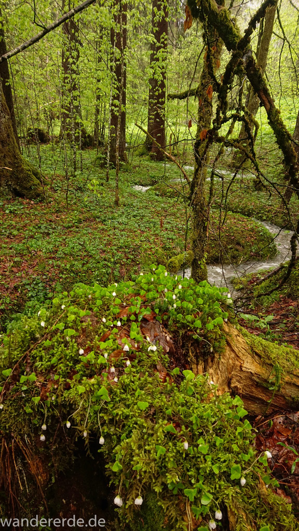 Wanderung Tobelweg ab Gunzesried im Allgäu, Ostertal Tobelweg ab Wanderparkplatz Gunzesrieder Säge wandern, abwechslungsreicher schmaler Pfad zum Ostertal, umgeben von Felsen und schönem, dichtem Mischwald, kleiner Gebirgsbach