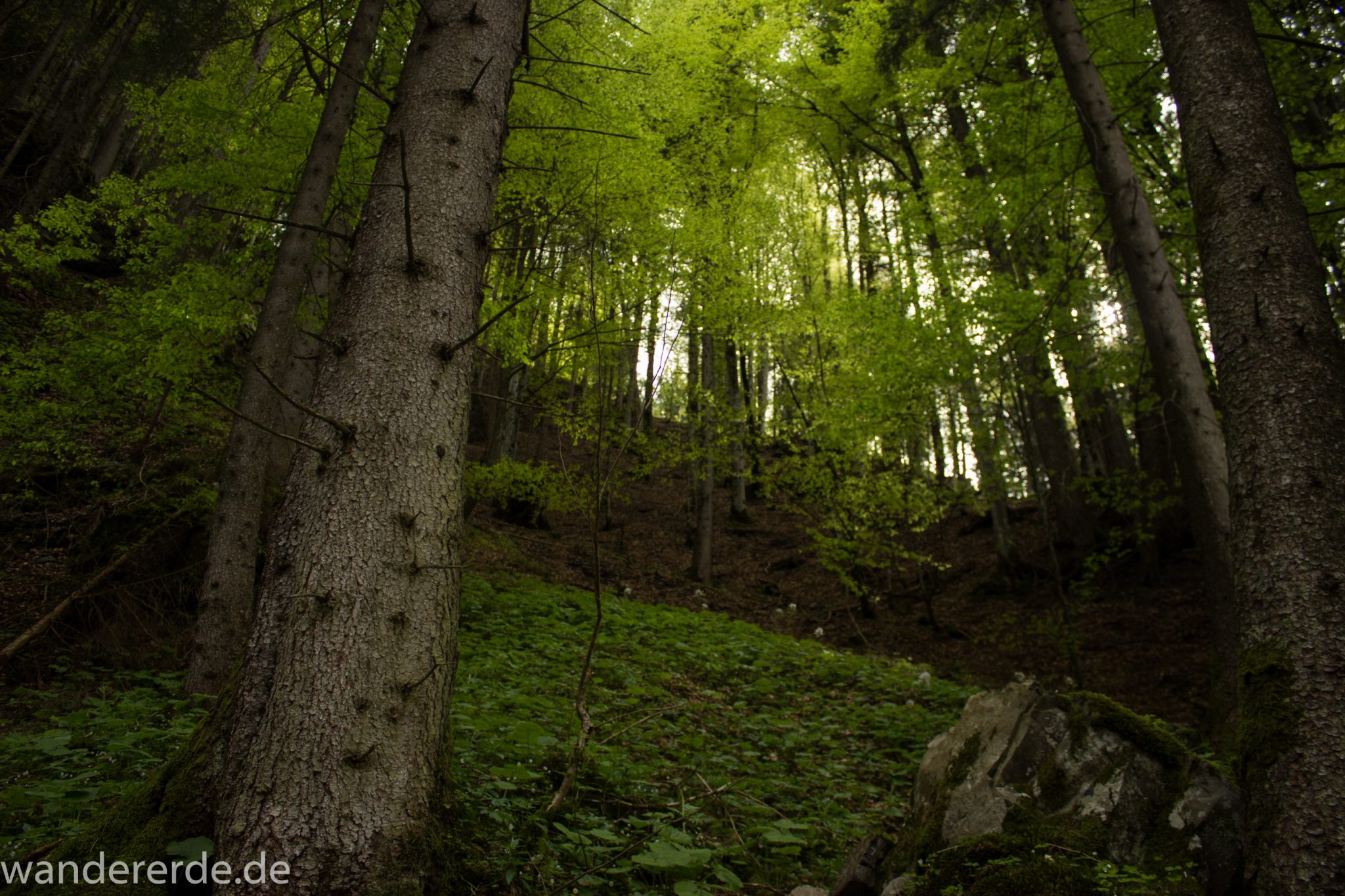 Wanderung Unterer Gaisalpsee, über Tobelweg zurück nach Oberstdorf, umgeben von schönem dichtem Mischwald, abwechselungsreicher sehr toller Wanderweg, Sonne zaubert schöne Lichtmomente