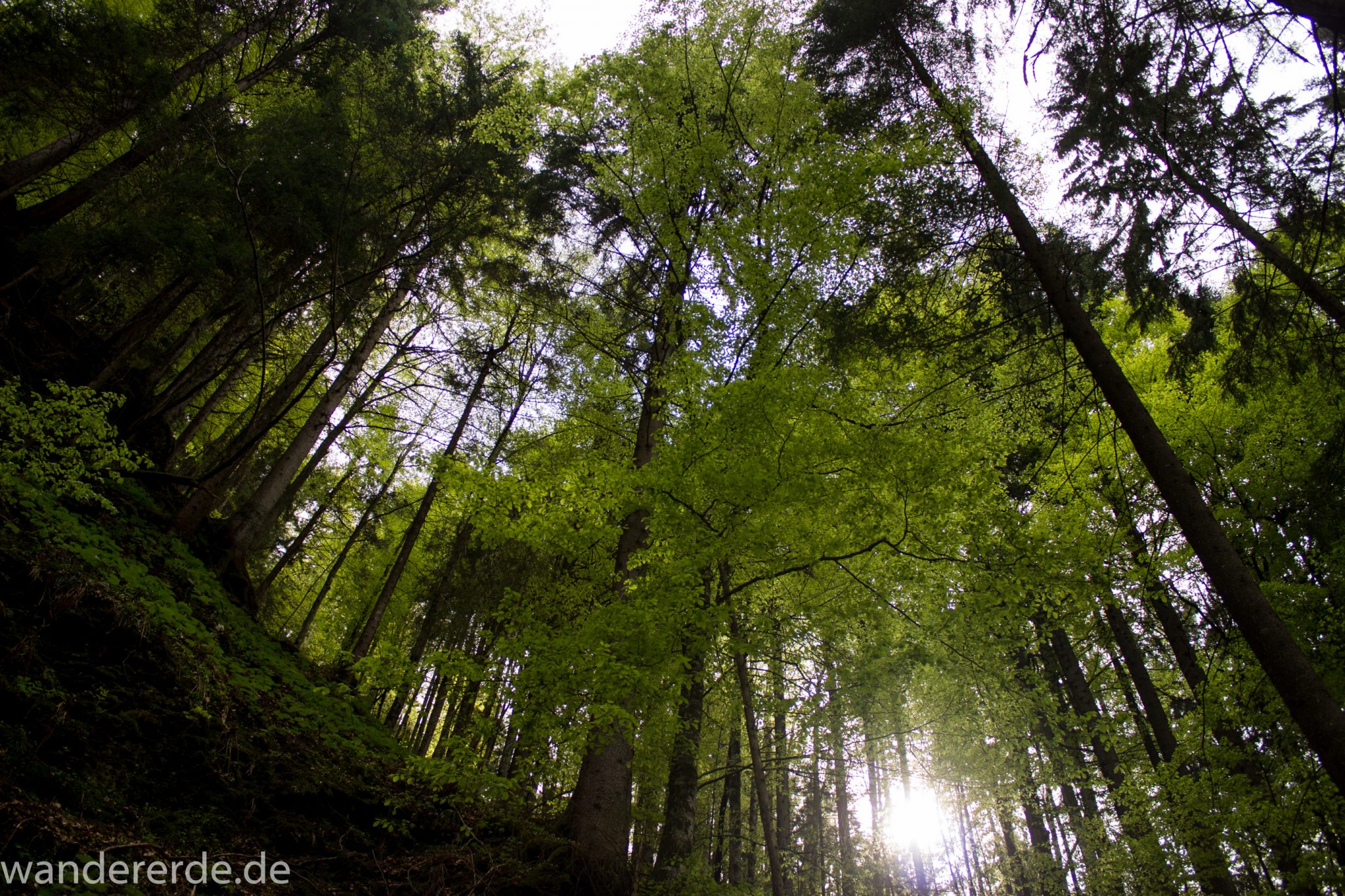 Wanderung Unterer Gaisalpsee, über Tobelweg zurück nach Oberstdorf, umgeben von schönem dichtem Mischwald, abwechselungsreicher sehr toller Wanderweg, Sonne zaubert schöne Lichtmomente