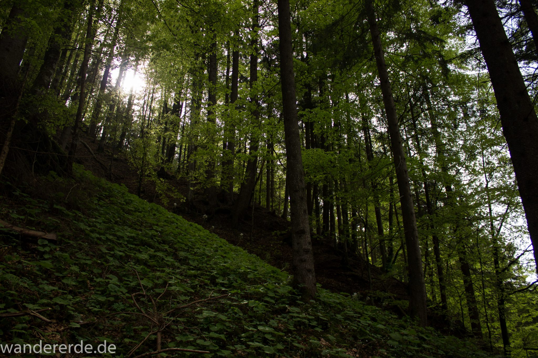 Wanderung Unterer Gaisalpsee, über Tobelweg zurück nach Oberstdorf, umgeben von schönem dichtem Mischwald, abwechselungsreicher sehr toller Wanderweg, Sonne zaubert schöne Lichtmomente