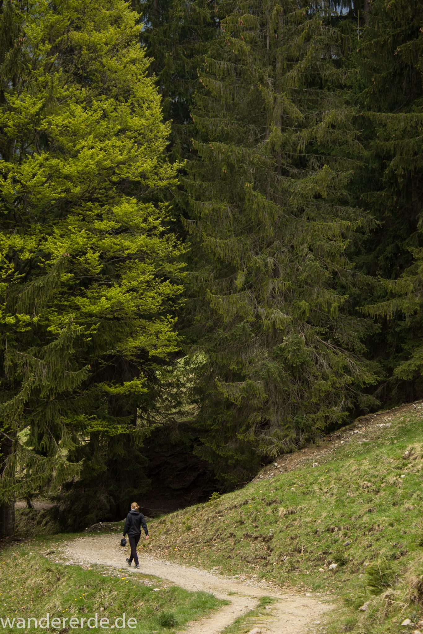 Wanderung Unterer Gaisalpsee, Wanderweg von Oberstdorf im Allgäu, schmalerer Kiespfad wird zunehmend steil und felsig, umgeben von schönem dichtem Mischwald