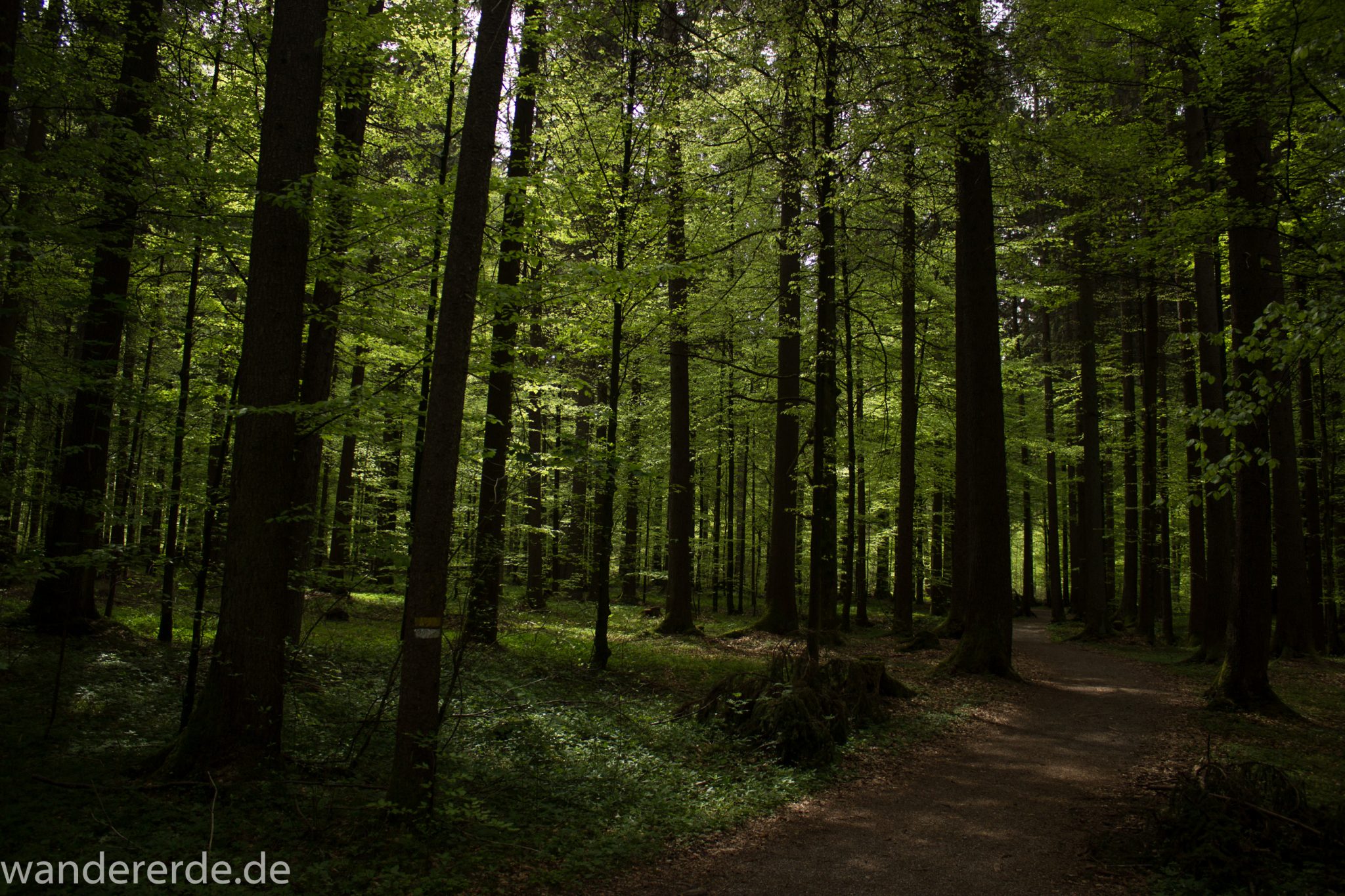Wanderung Unterer Gaisalpsee, schöner dichter Laubwald beim Ort Fischen im Allgäu, warmer Frühlingstag, Start der Wanderung nach Oberstdorf und zum Unteren Gaisalpsee, schattiger Wanderweg