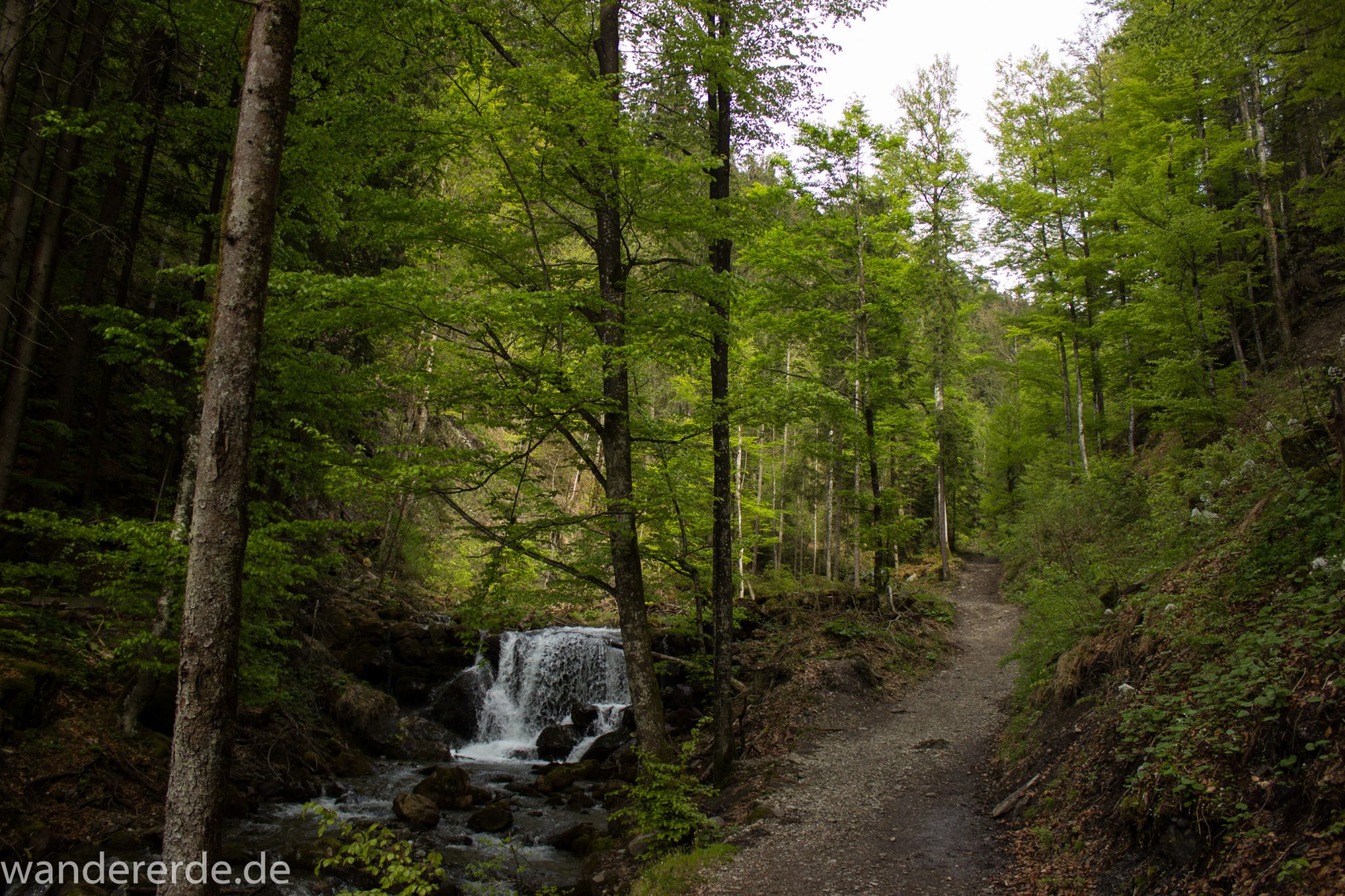 Wanderung Unterer Gaisalpsee, über Tobelweg zurück nach Oberstdorf, schmaler Kiespfad beim Tobelweg, kleine Schlucht, über Brücken und Treppen, teils steil und felsig abwärts, umgeben von schönem dichtem Mischwald, abwechselungsreicher sehr toller Wanderweg am Wasser entlang