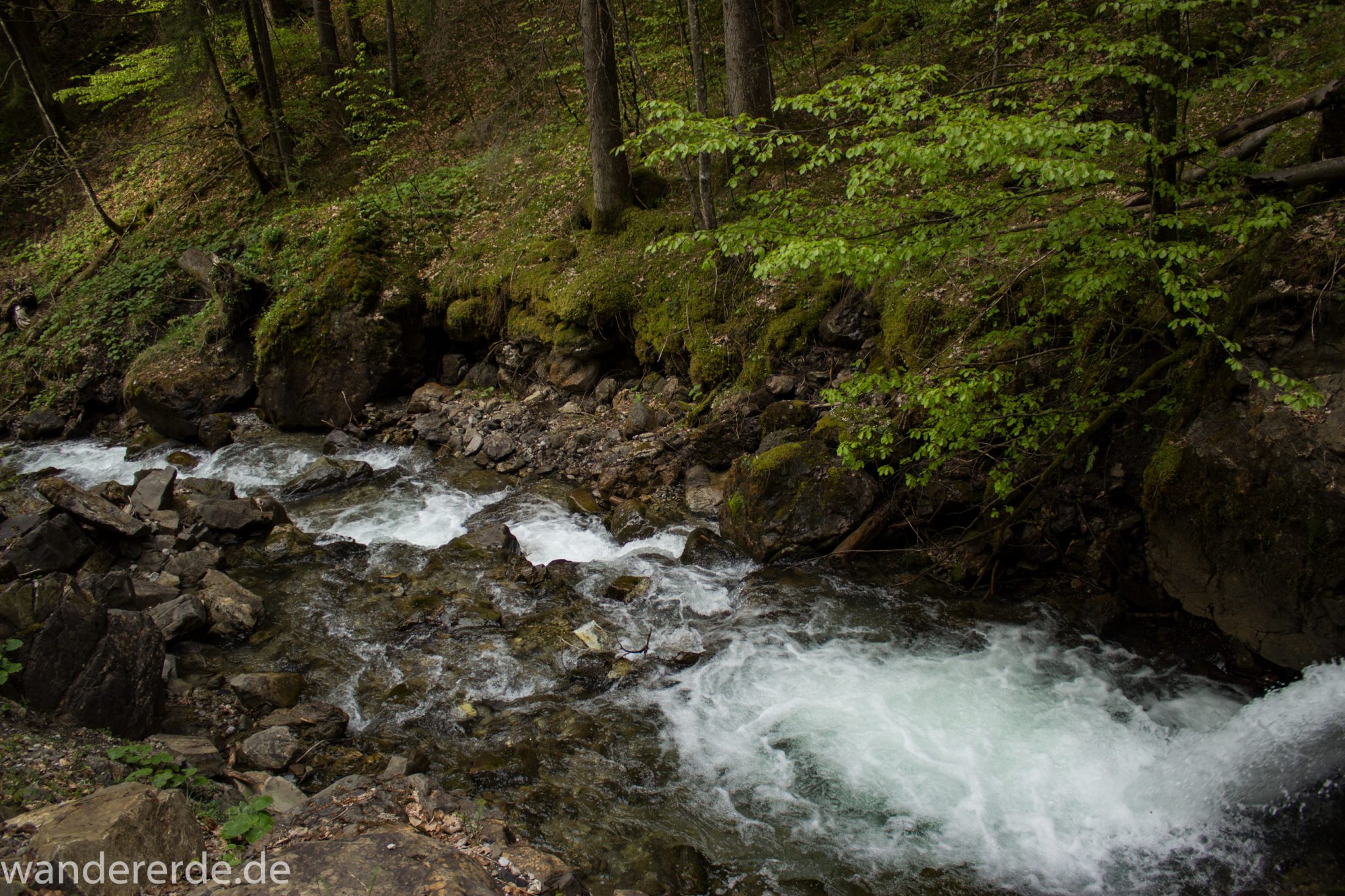 Wanderung Unterer Gaisalpsee, über Tobelweg zurück nach Oberstdorf, schmaler Kiespfad beim Tobelweg, kleine Schlucht, über Brücken und Treppen, teils steil und felsig abwärts, umgeben von schönem dichtem Mischwald, abwechselungsreicher sehr toller Wanderweg am Wasser entlang
