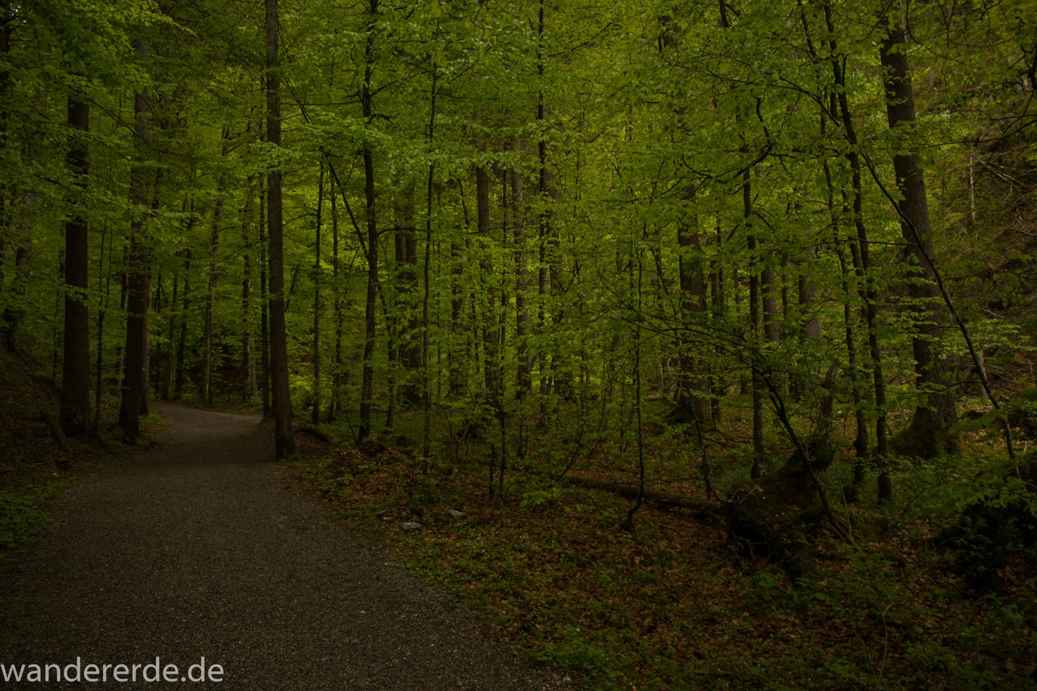 Wanderung im Oytal bei Oberstdorf im Allgäu, Bayern, schöner dichter und grüner Wald führt zum Oytal