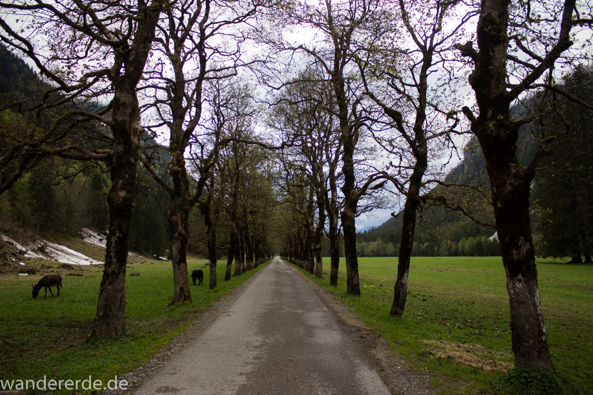 Wanderung im Oytal bei Oberstdorf im Allgäu, Bayern, schöner dichter und grüner Wald  im Oytal, Wanderweg leider Asphalt, aber die Umgebung entschädigt, Allee aus Bäumen, sehr schöne Atmosphäre