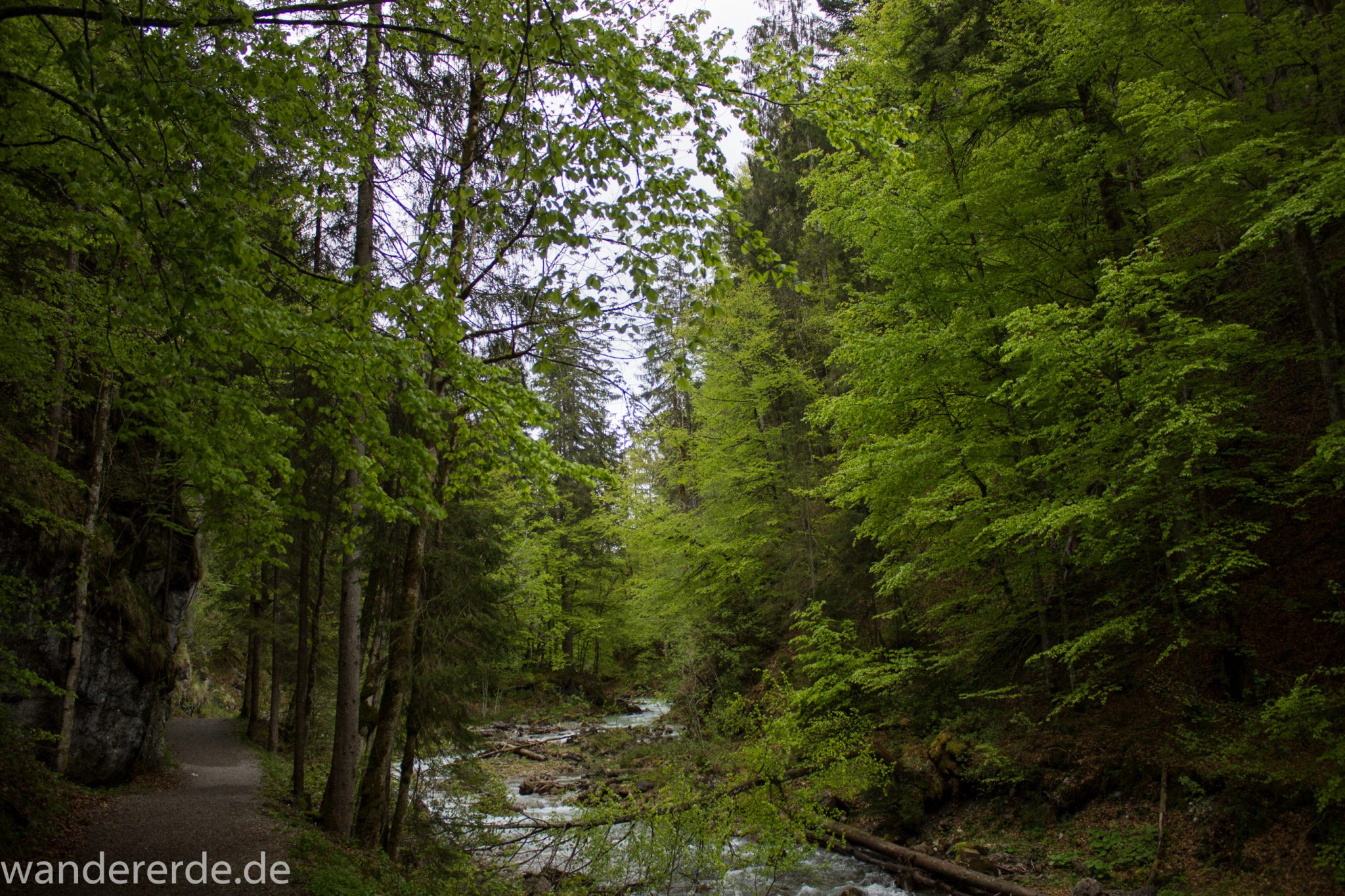 Wanderung im Oytal bei Oberstdorf im Allgäu, Bayern, schöner dichter und grüner Wald umgibt den Oybach im Oytal, sehr schöne Atmosphäre