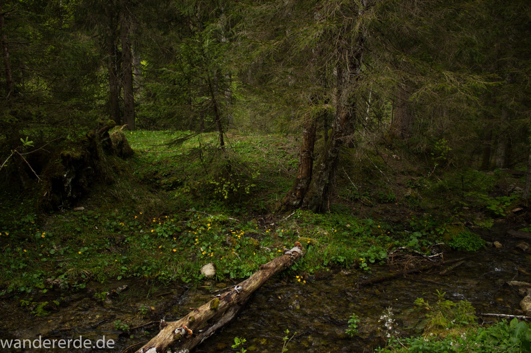 Wanderung im Oytal bei Oberstdorf im Allgäu, Bayern, schöner dichter und grüner Wald umgibt den Oybach im Oytal, Felsen säumen den Wanderweg, sehr schöne Atmosphäre, kleiner Bach an der Seite, saftige Wiesen