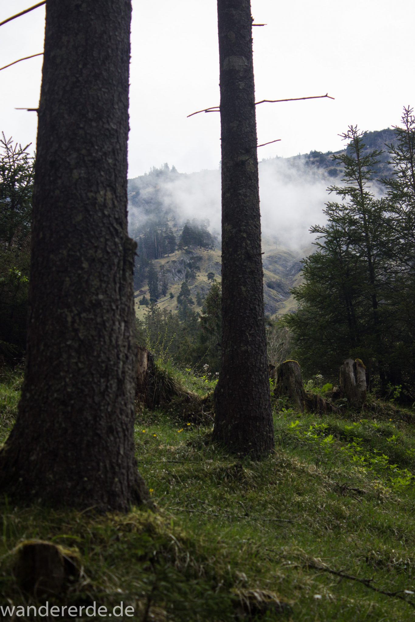 Wanderung im Oytal bei Oberstdorf im Allgäu, Bayern, schöner dichter und grüner Wald im Oytal, Aussicht auf Berge