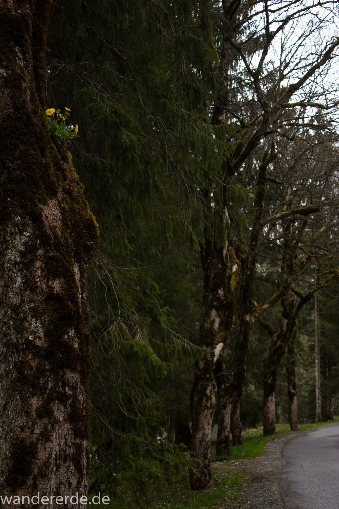 Wanderung im Oytal bei Oberstdorf im Allgäu, Bayern, schöner dichter und grüner Wald  im Oytal, Wanderweg leider Asphalt, aber die Umgebung entschädigt, sehr schöne Atmosphäre