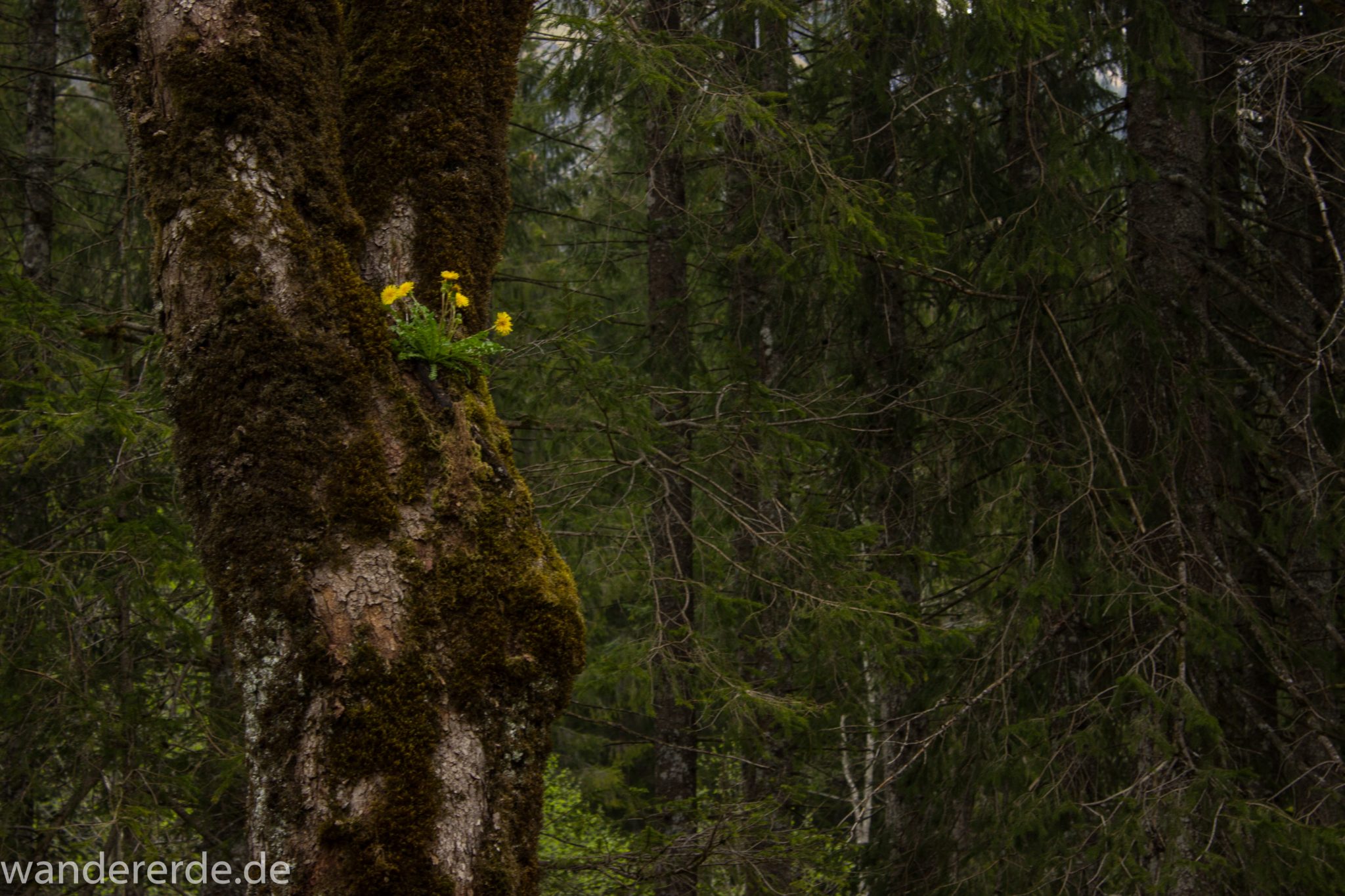 Wanderung im Oytal bei Oberstdorf im Allgäu, Bayern, schöner dichter und grüner Wald  im Oytal, Wanderweg leider Asphalt, aber die Umgebung entschädigt, sehr schöne Atmosphäre, Löwenzahn wächst auf Baum