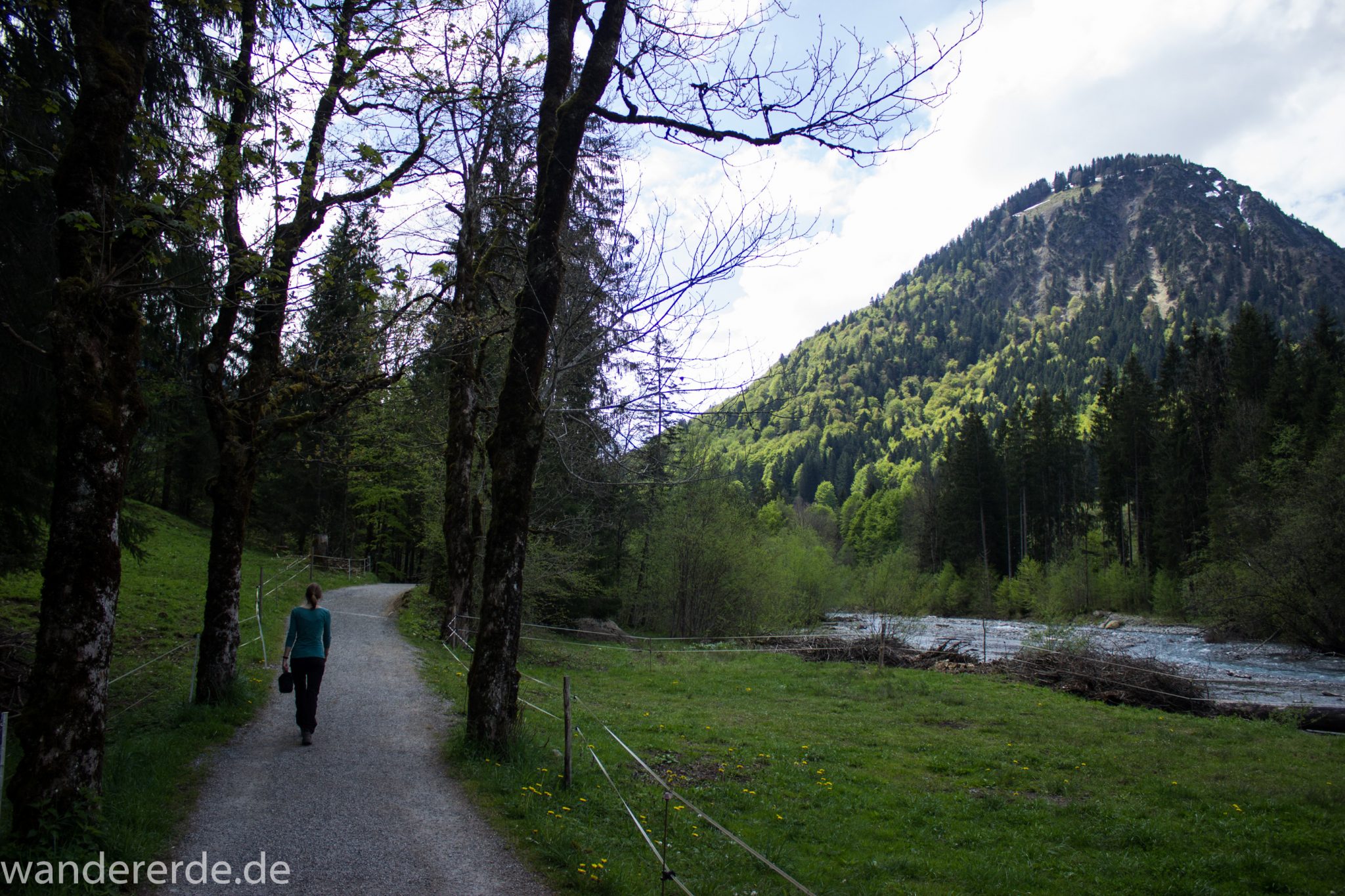 Wanderung Oberstdorf nach Gerstruben im Allgäu, Bayern, Wanderweg durch das Trettachtal, Aussicht auf Berge und Fluß Trettach, Ufer mit schönen Bäumen, sattgrüner Wald, Frühling in den Bergen