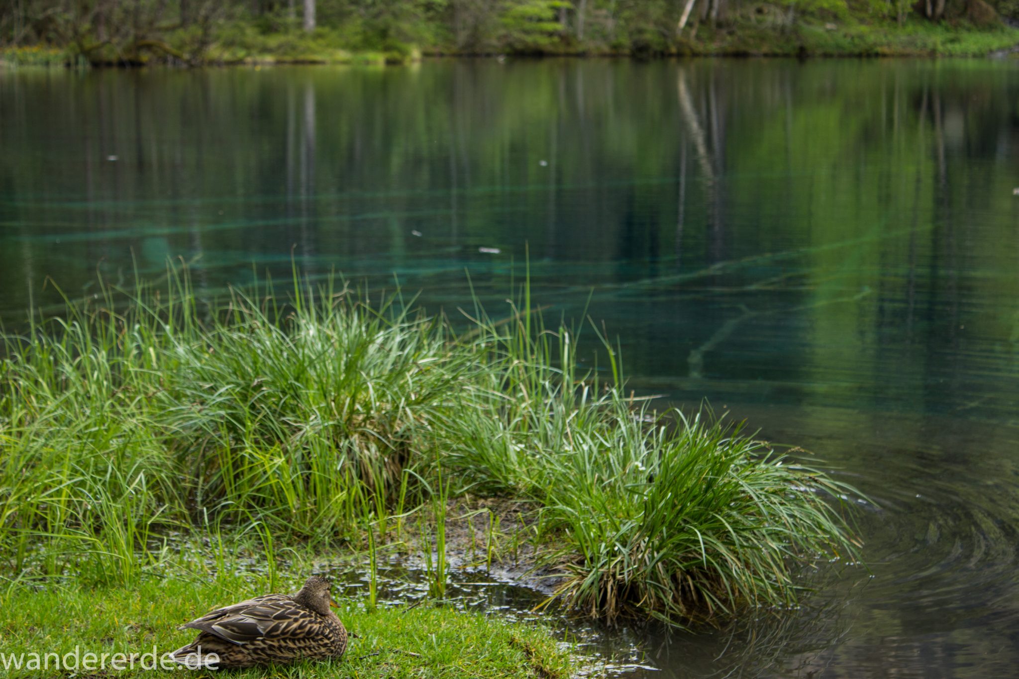 Wanderung Oberstdorf nach Gerstruben im Allgäu, Bayern, Wanderweg durch das Trettachtal zum Christlessee, kristallklares Wasser im kleinen See, Aussicht auf umliegende Berge, Ufer mit schönen Bäumen, sattgrüne Wälder, Frühling in den Bergen, Ente sitzt am Ufer