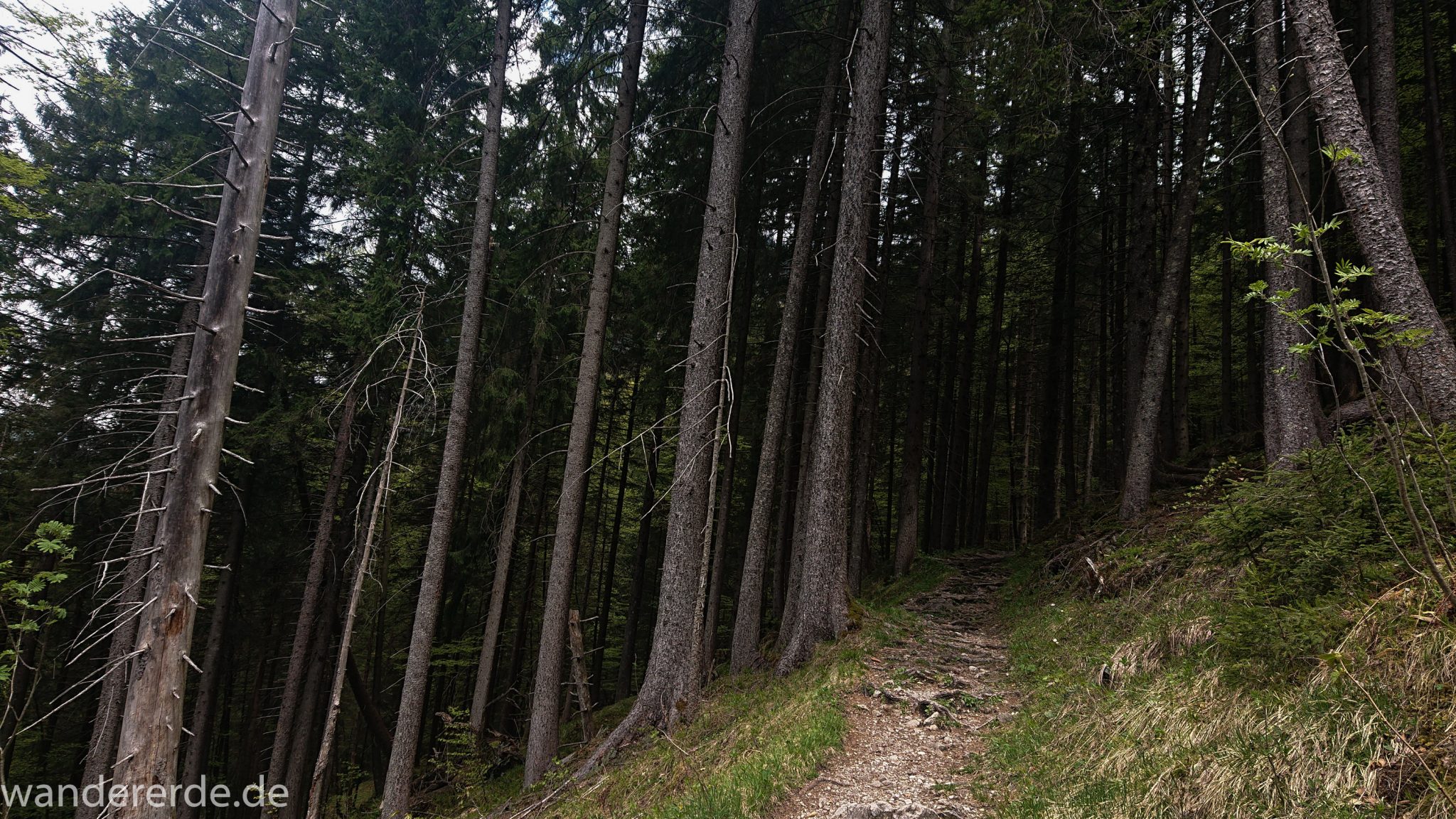Wanderung Oberstdorf nach Gerstruben im Allgäu, Bayern, Wanderweg Rautweg führt durch schönen dichten Wald, ziemlich steil, kaum noch Menschen begegnen uns