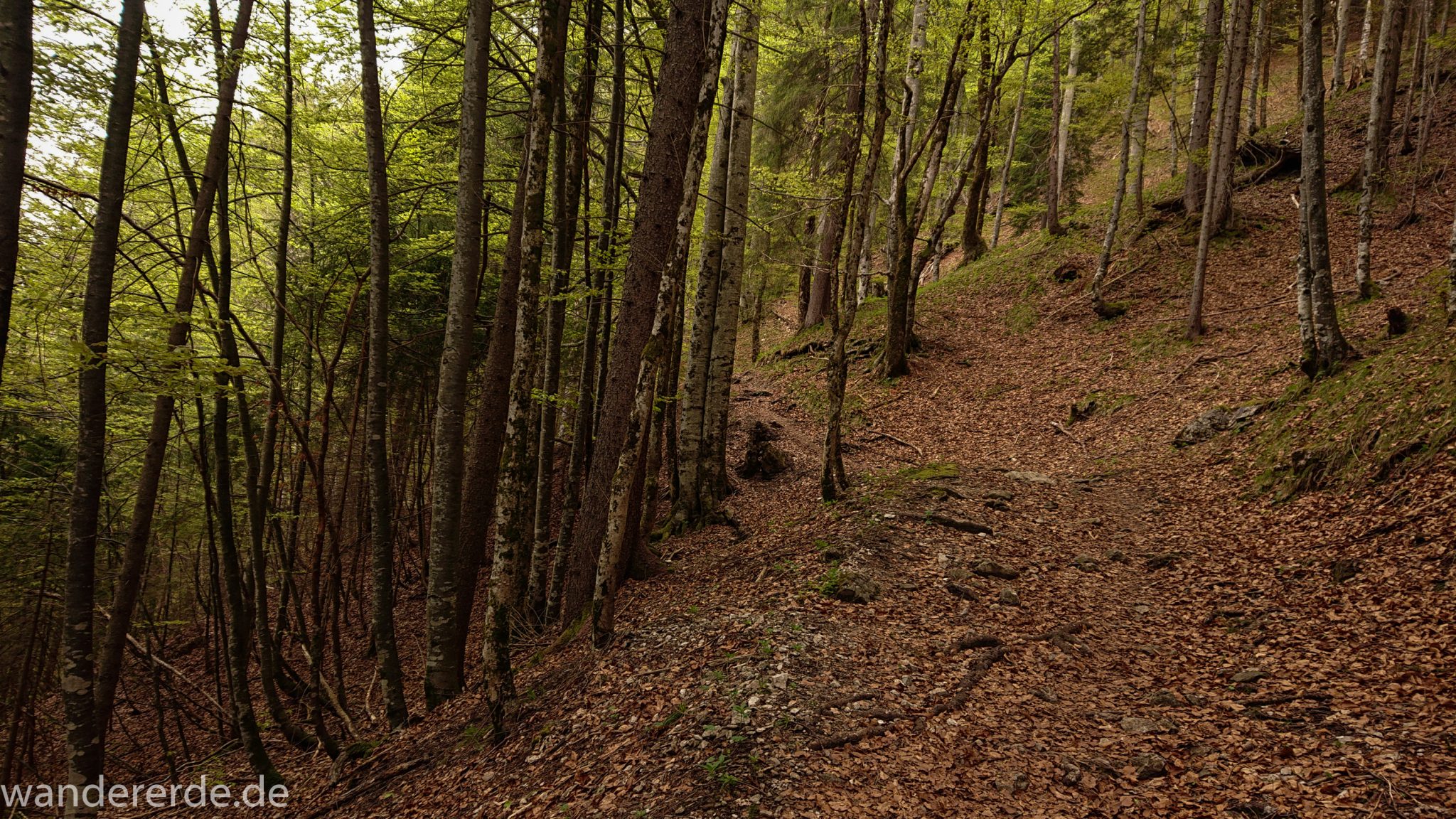Wanderung Oberstdorf nach Gerstruben im Allgäu, Bayern, Wanderweg Rautweg führt durch schönen dichten Wald, ziemlich steiler Weg, feste Schuhe empfehlenswert, kaum noch Menschen begegnen uns, grüner Wald