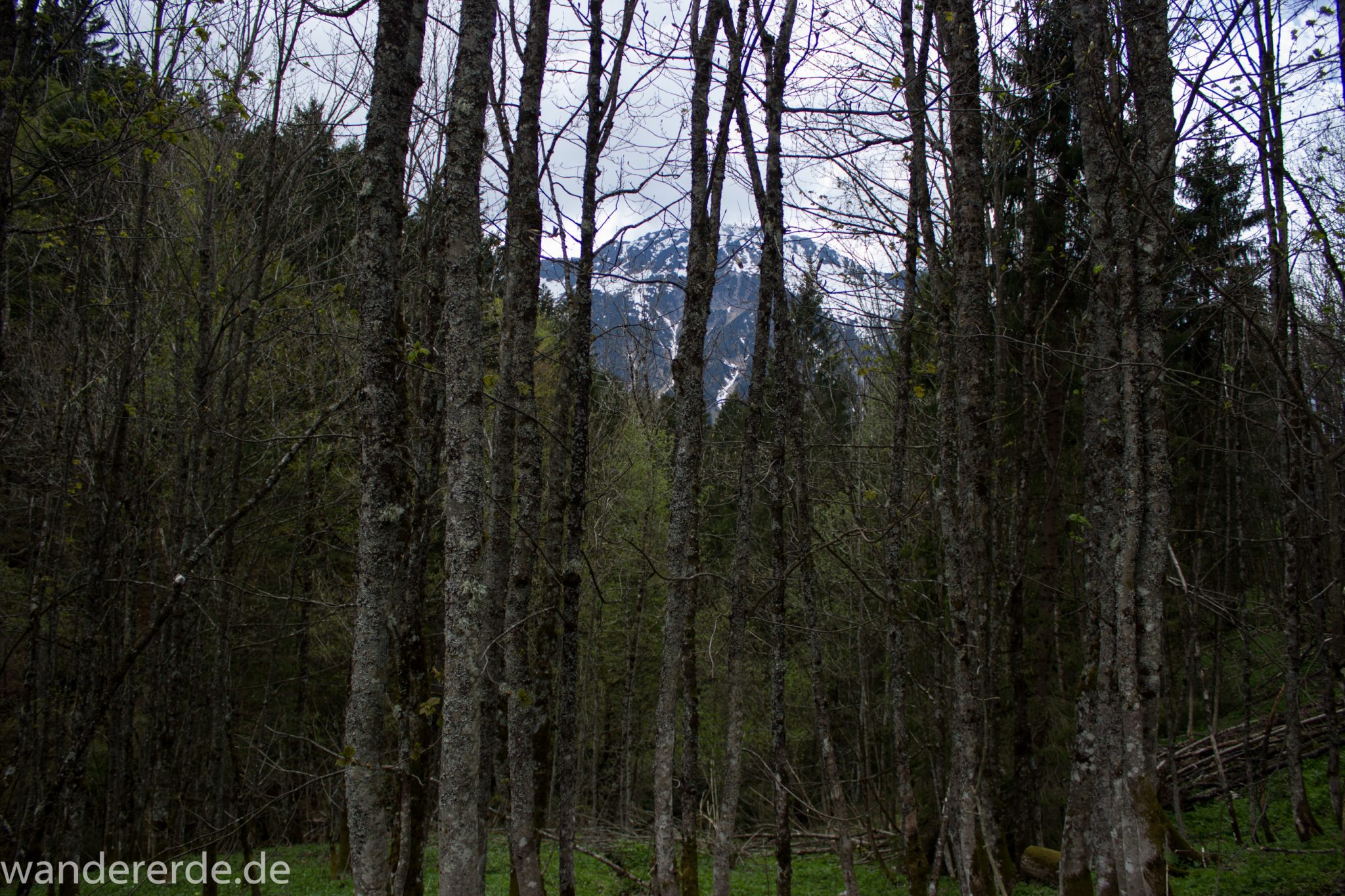 Wanderung Oberstdorf nach Gerstruben im Allgäu, Bayern, Wanderweg Rautweg führt zu schöner Ebene in den Allgäuer Alpen, kaum noch Menschen begegnen uns, grüner Wald und saftig grüne Wiesen, beeindruckende Aussicht auf umliegende Berge