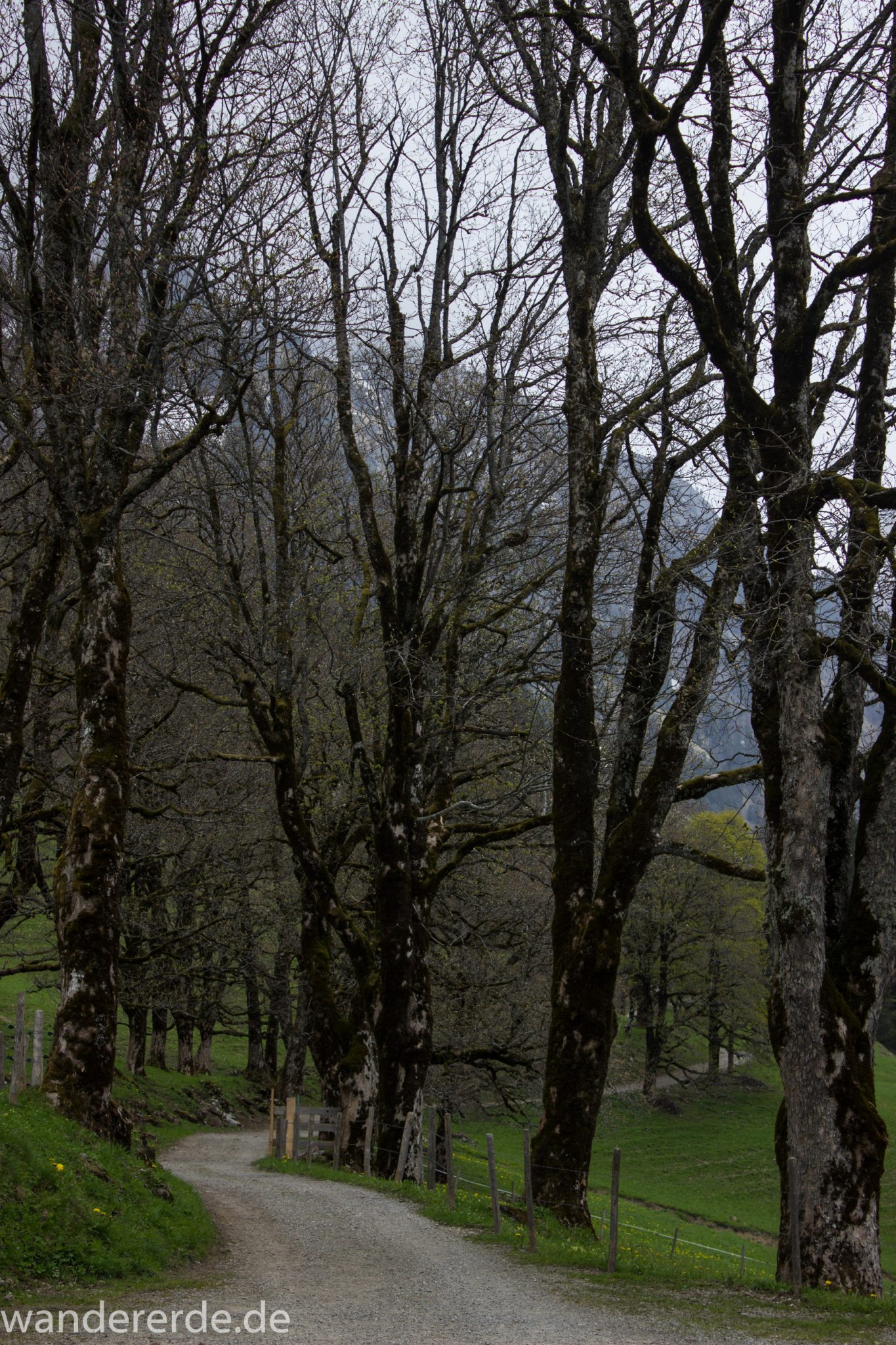 Wanderung Oberstdorf nach Gerstruben im Allgäu, Bayern, Wanderweg Rautweg führt zu schöner Ebene in den Allgäuer Alpen, kaum noch Menschen begegnen uns, Bäume blühen noch nicht in den Bergen Ende Mai, saftig grüne Wiesen, beeindruckende Aussicht auf umliegende Berge